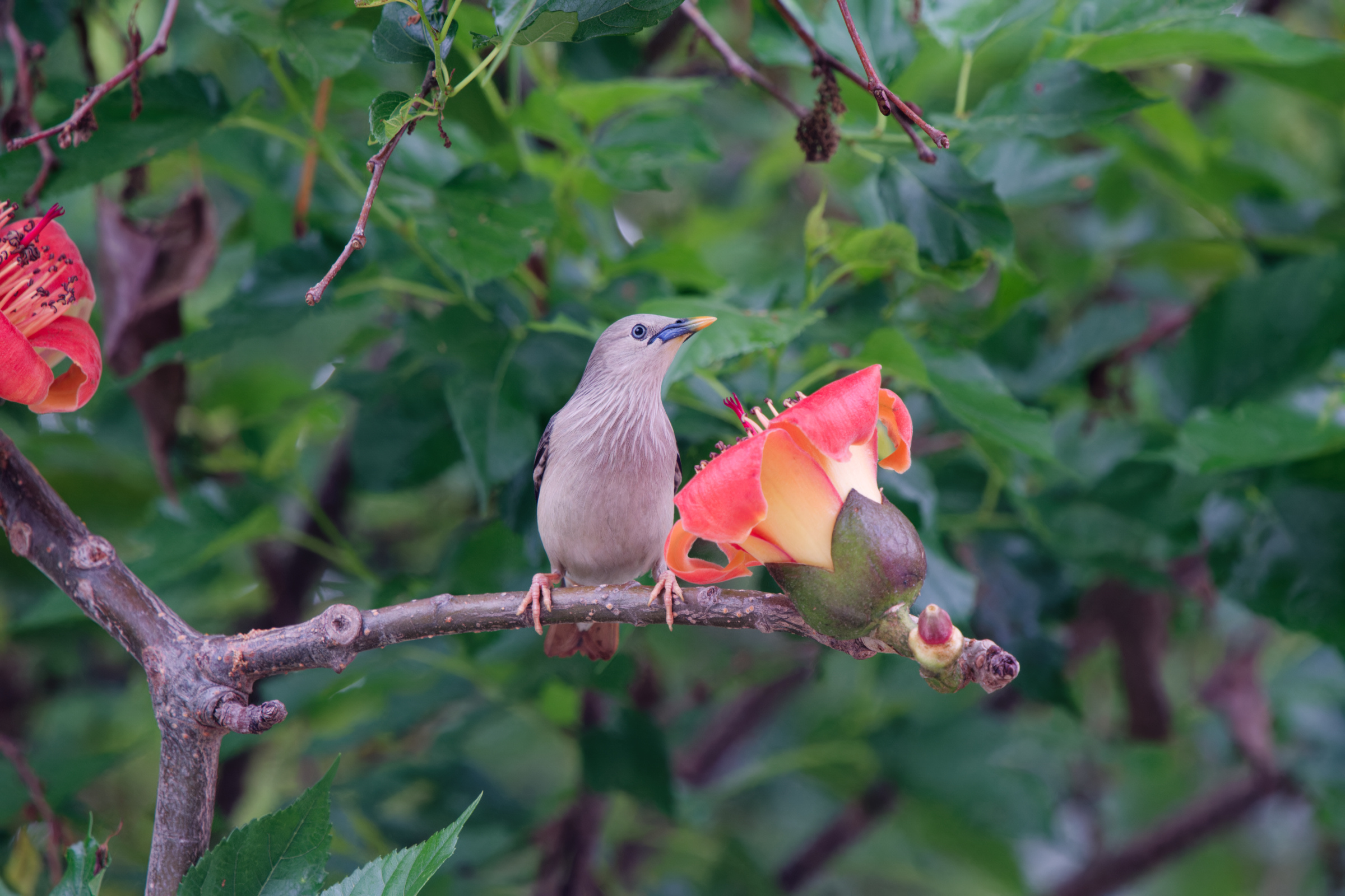 0315 春暖花開栗尾椋鳥