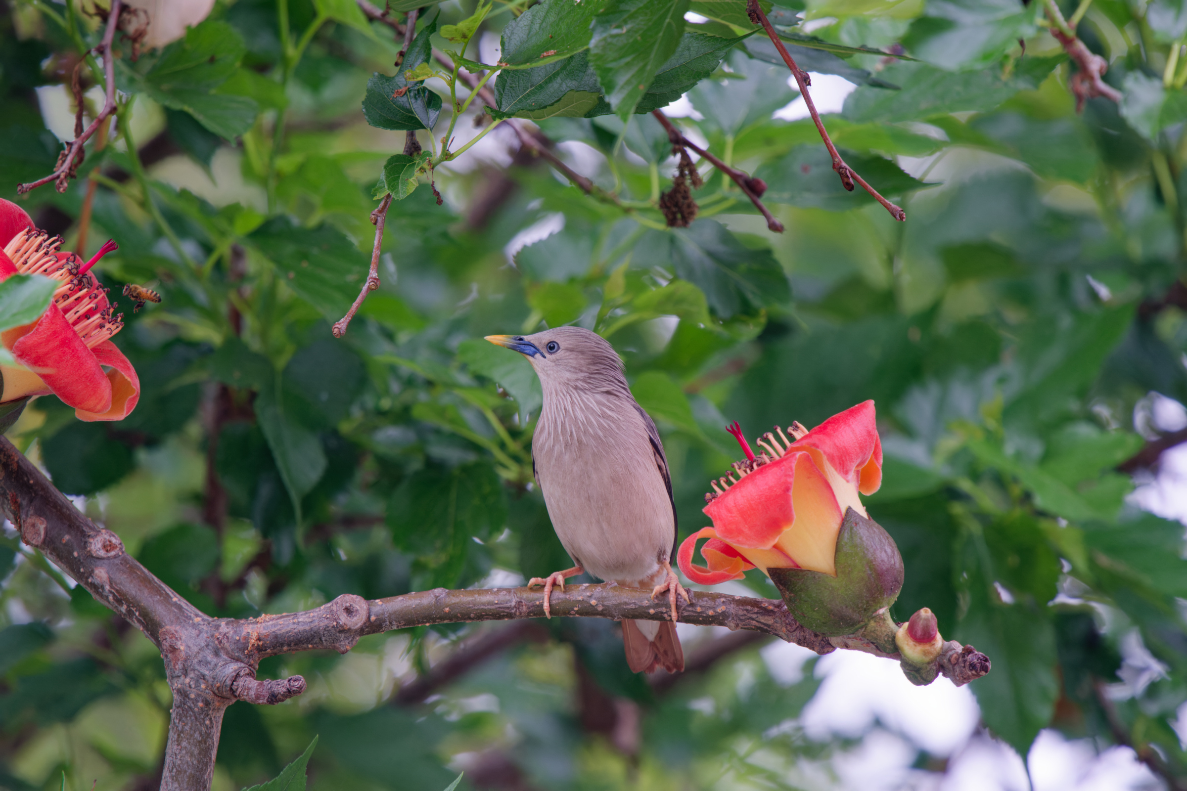 0315 春暖花開栗尾椋鳥