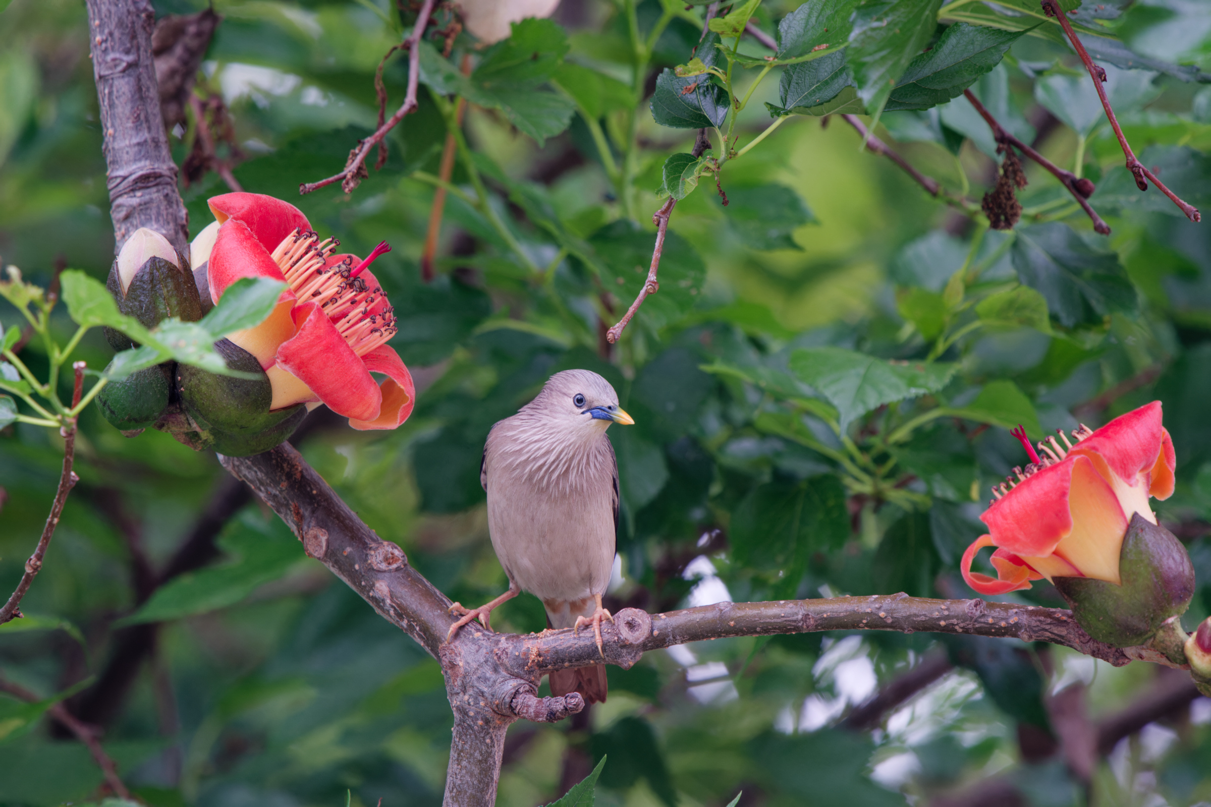 0315 春暖花開栗尾椋鳥