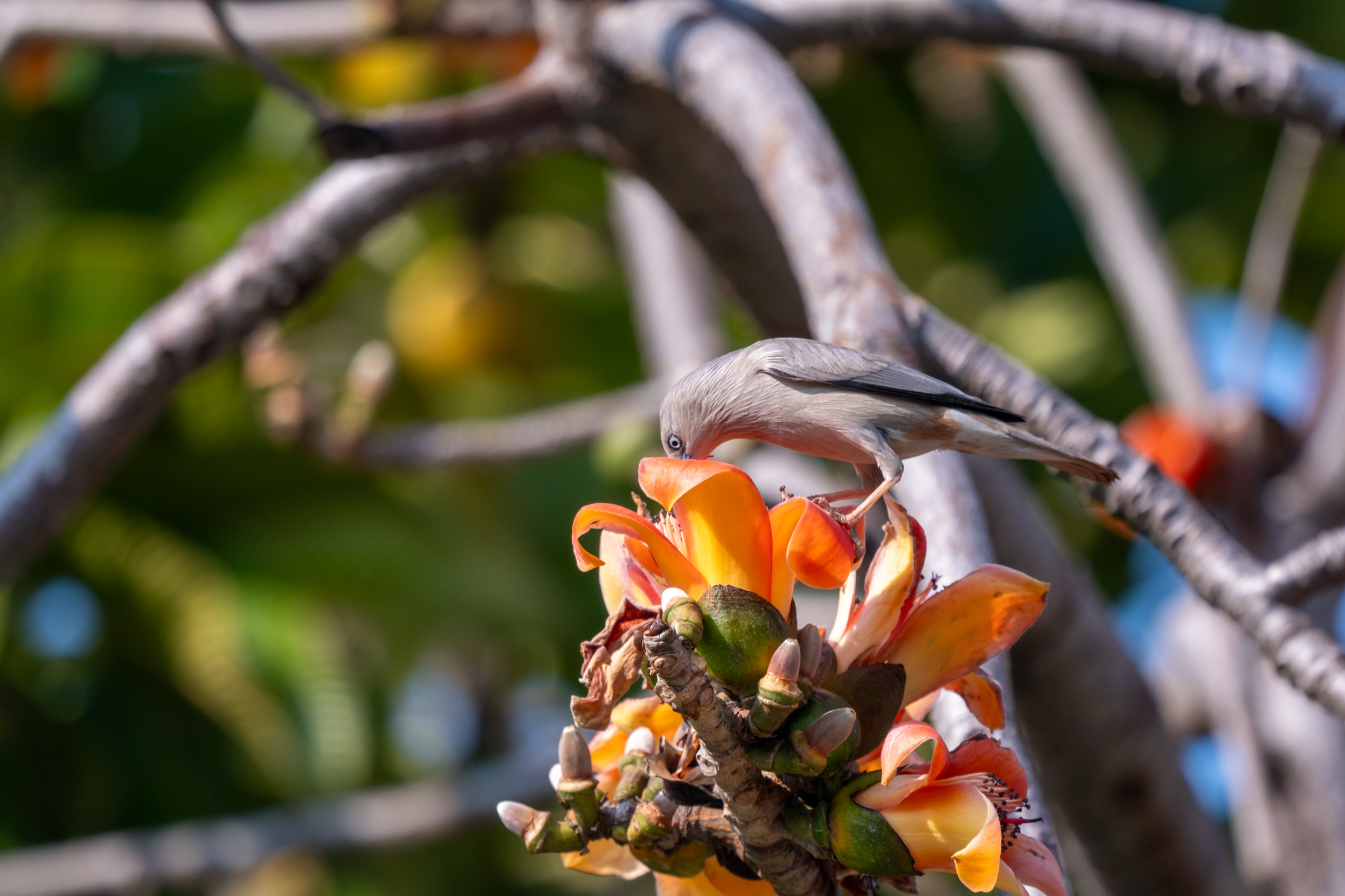0323 灰頭椋鳥/栗尾椋鳥