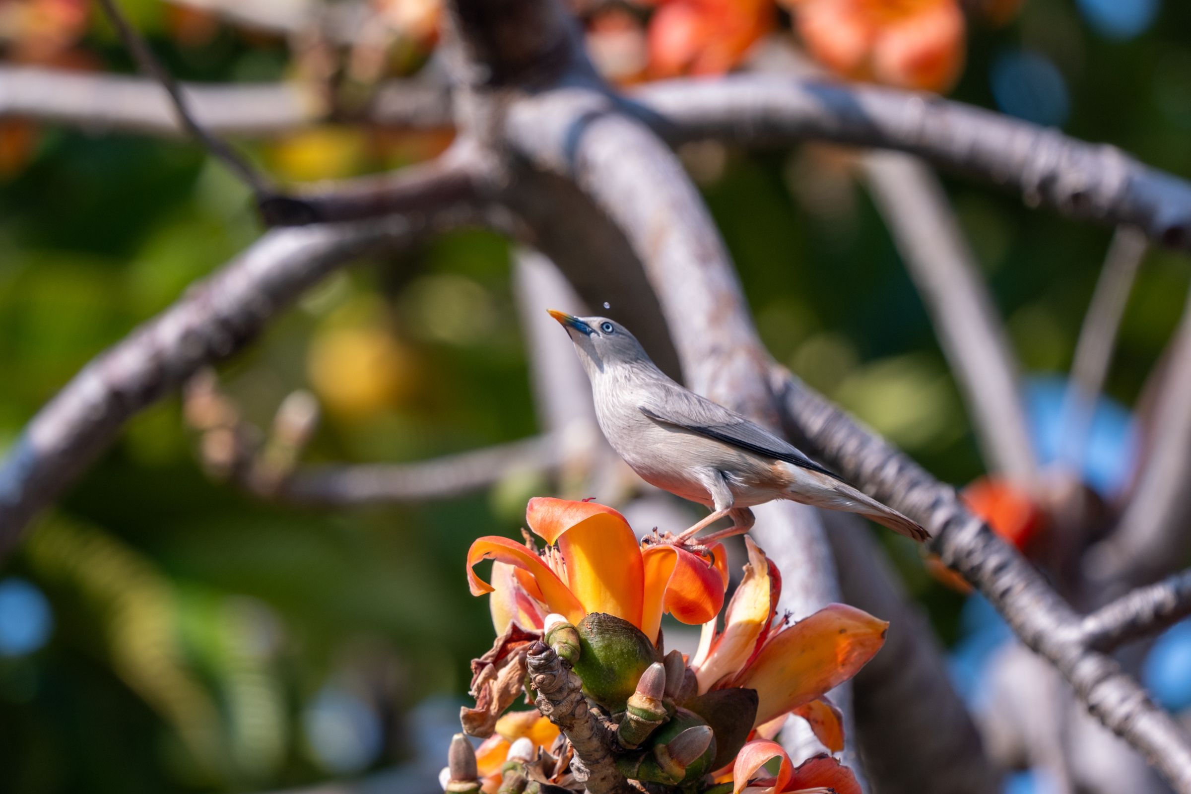 0323 灰頭椋鳥/栗尾椋鳥