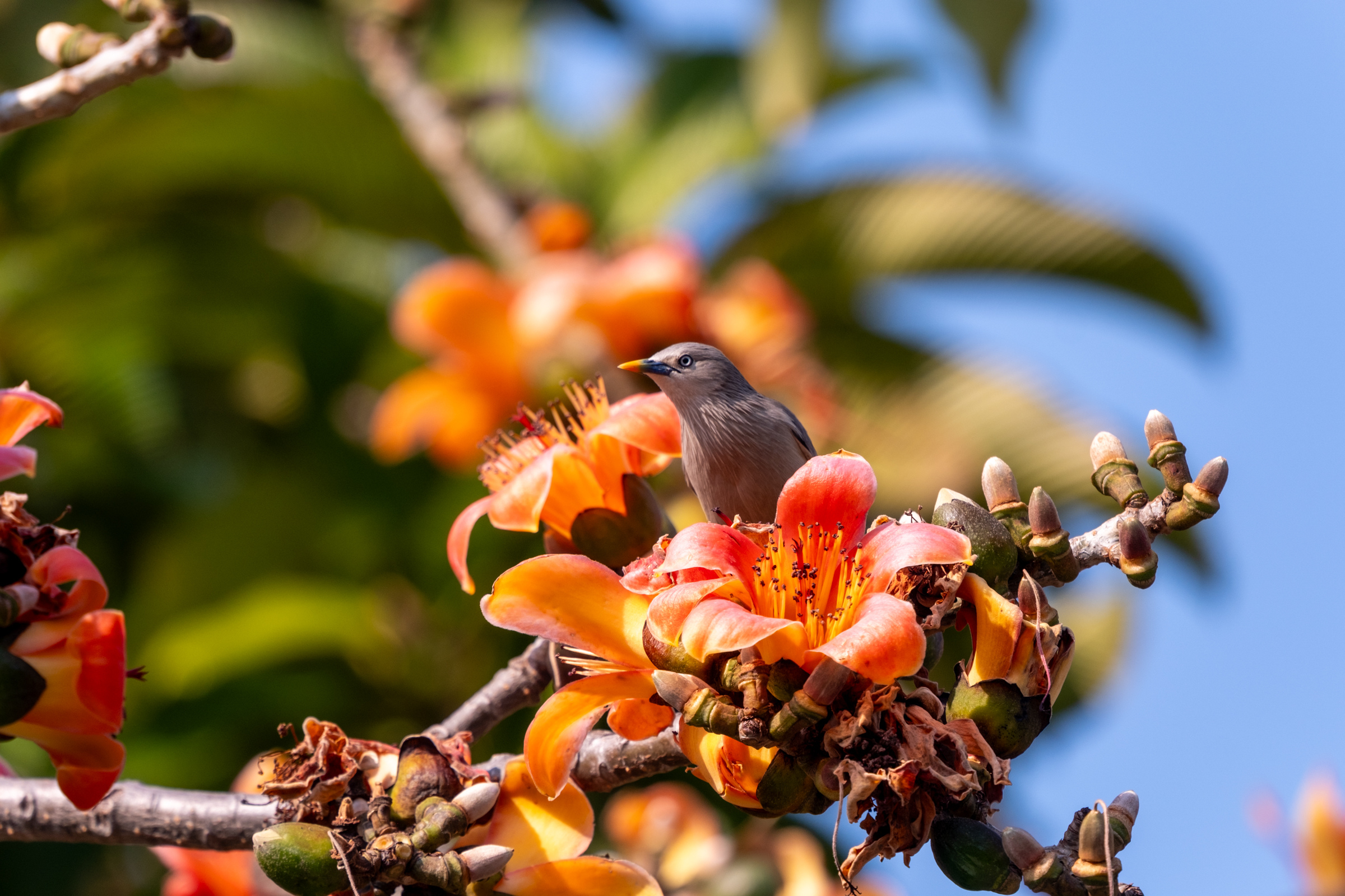 0323 灰頭椋鳥/栗尾椋鳥