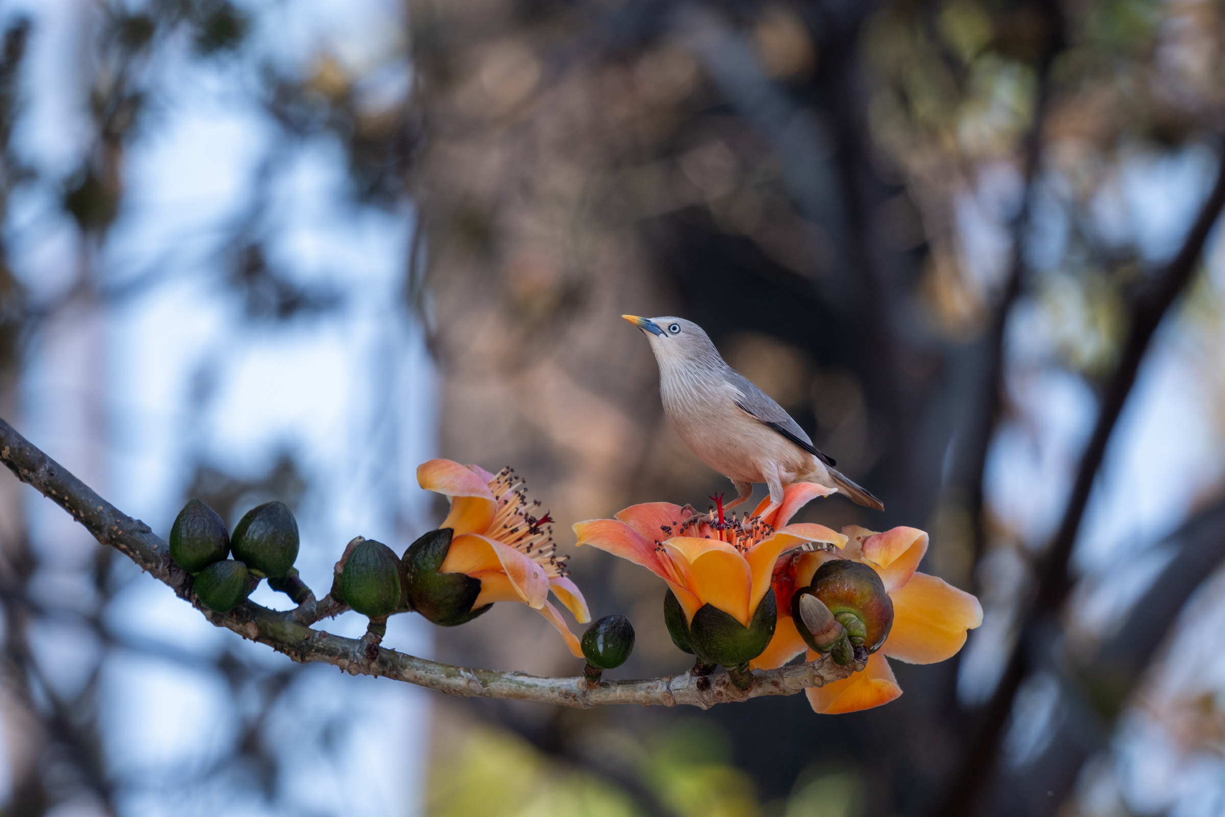 0323 灰頭椋鳥/栗尾椋鳥