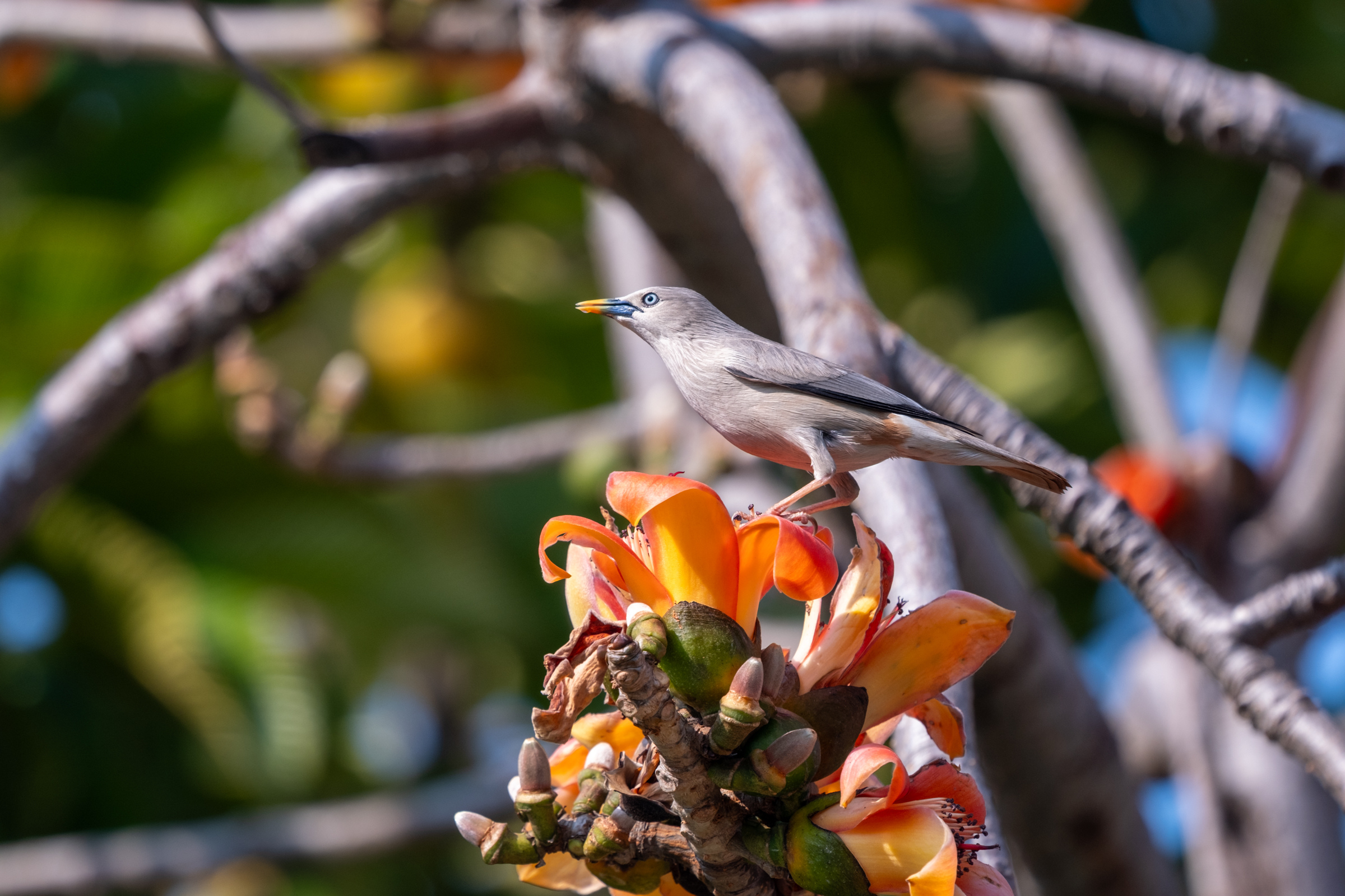 0323 灰頭椋鳥/栗尾椋鳥