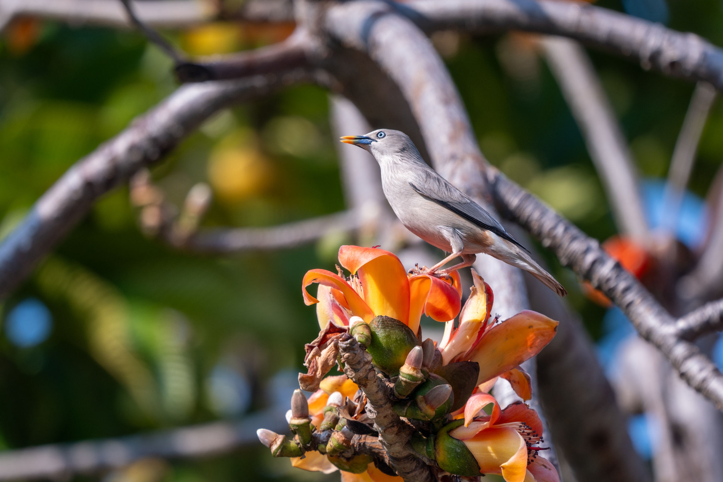 0323 灰頭椋鳥/栗尾椋鳥