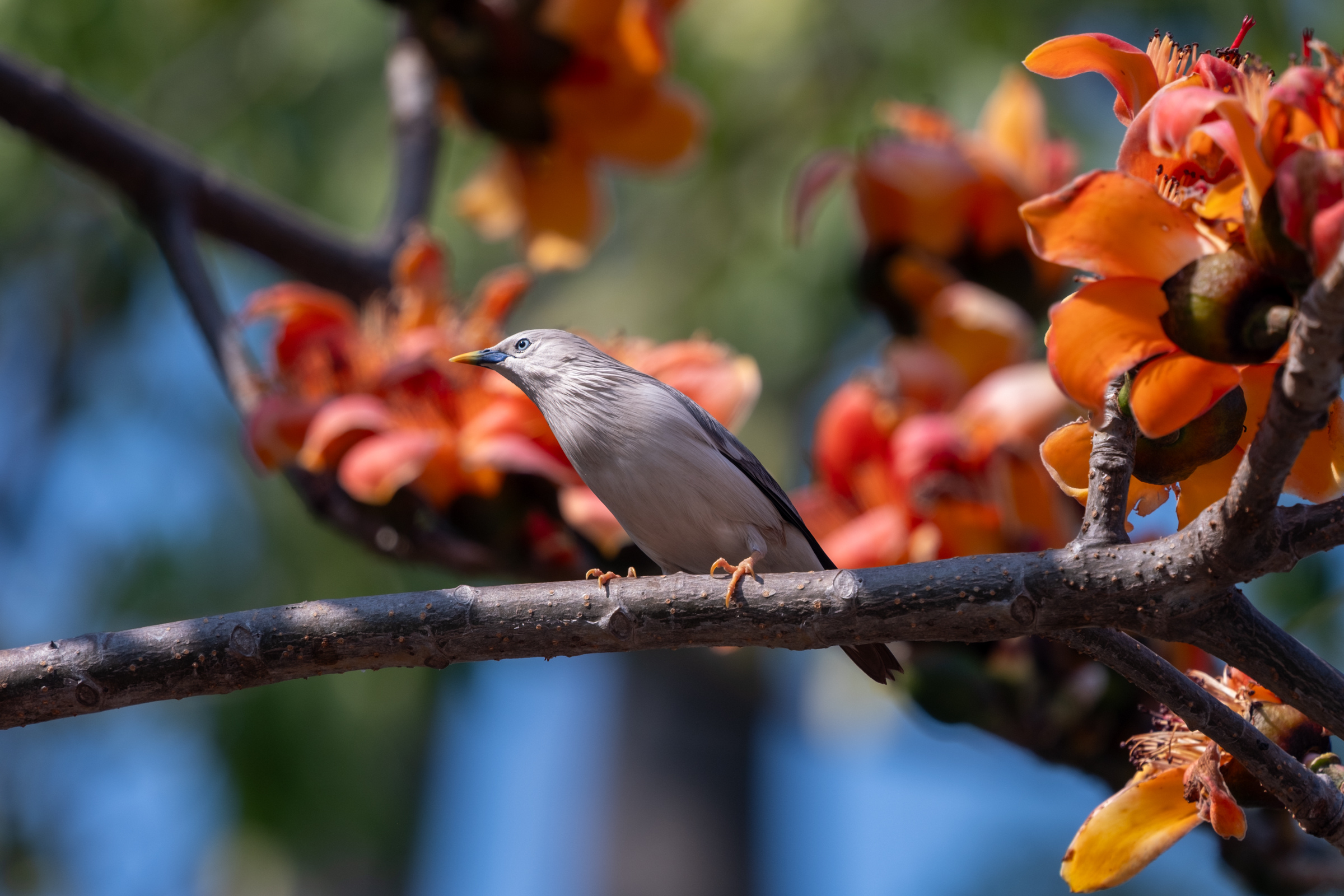 0323 灰頭椋鳥/栗尾椋鳥