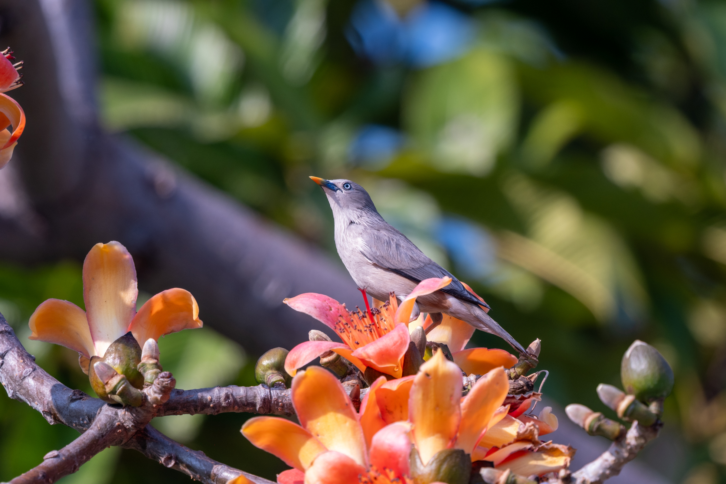 0323 灰頭椋鳥/栗尾椋鳥
