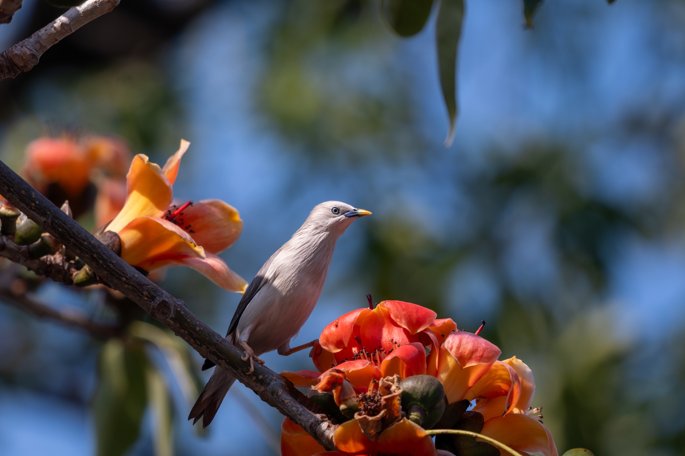 0323 灰頭椋鳥/栗尾椋鳥
