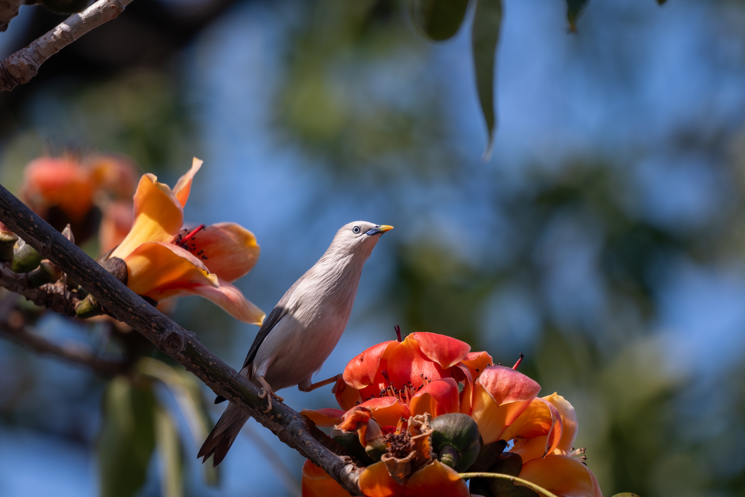 0323 灰頭椋鳥/栗尾椋鳥