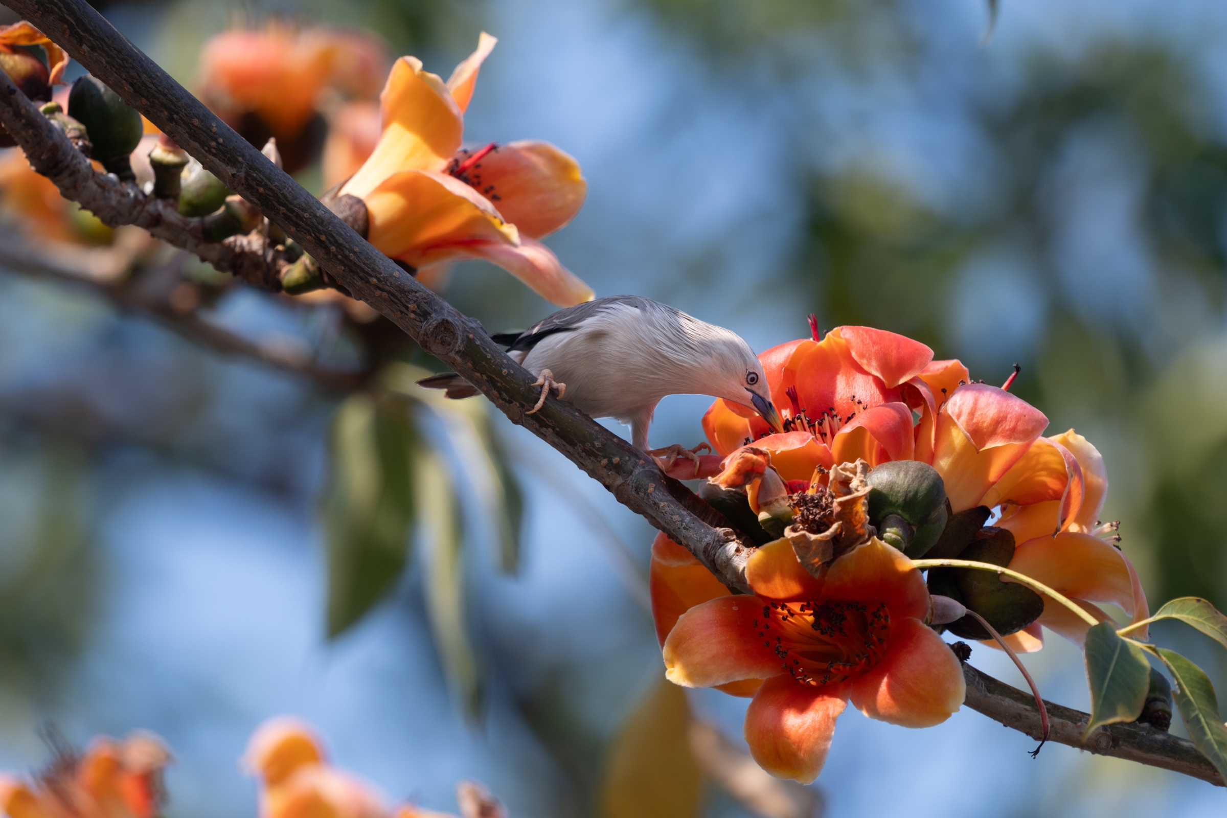 0323 灰頭椋鳥/栗尾椋鳥