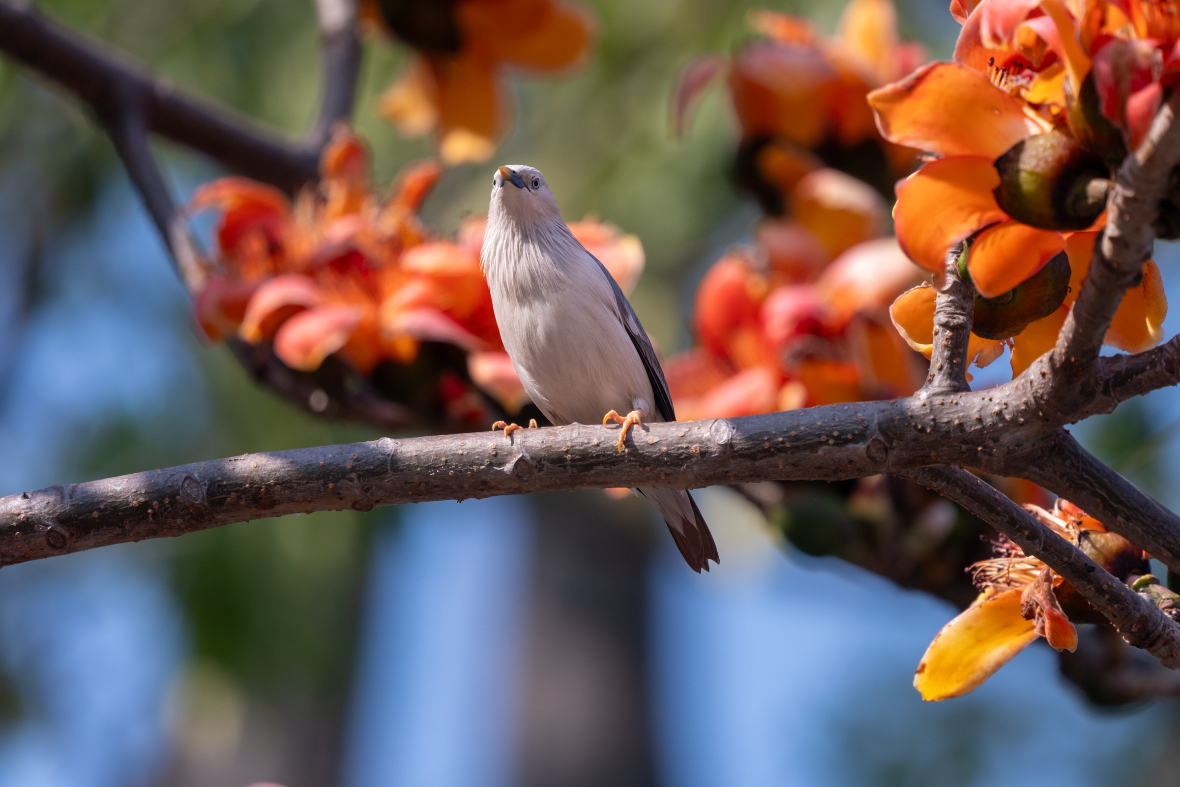 0323 灰頭椋鳥/栗尾椋鳥