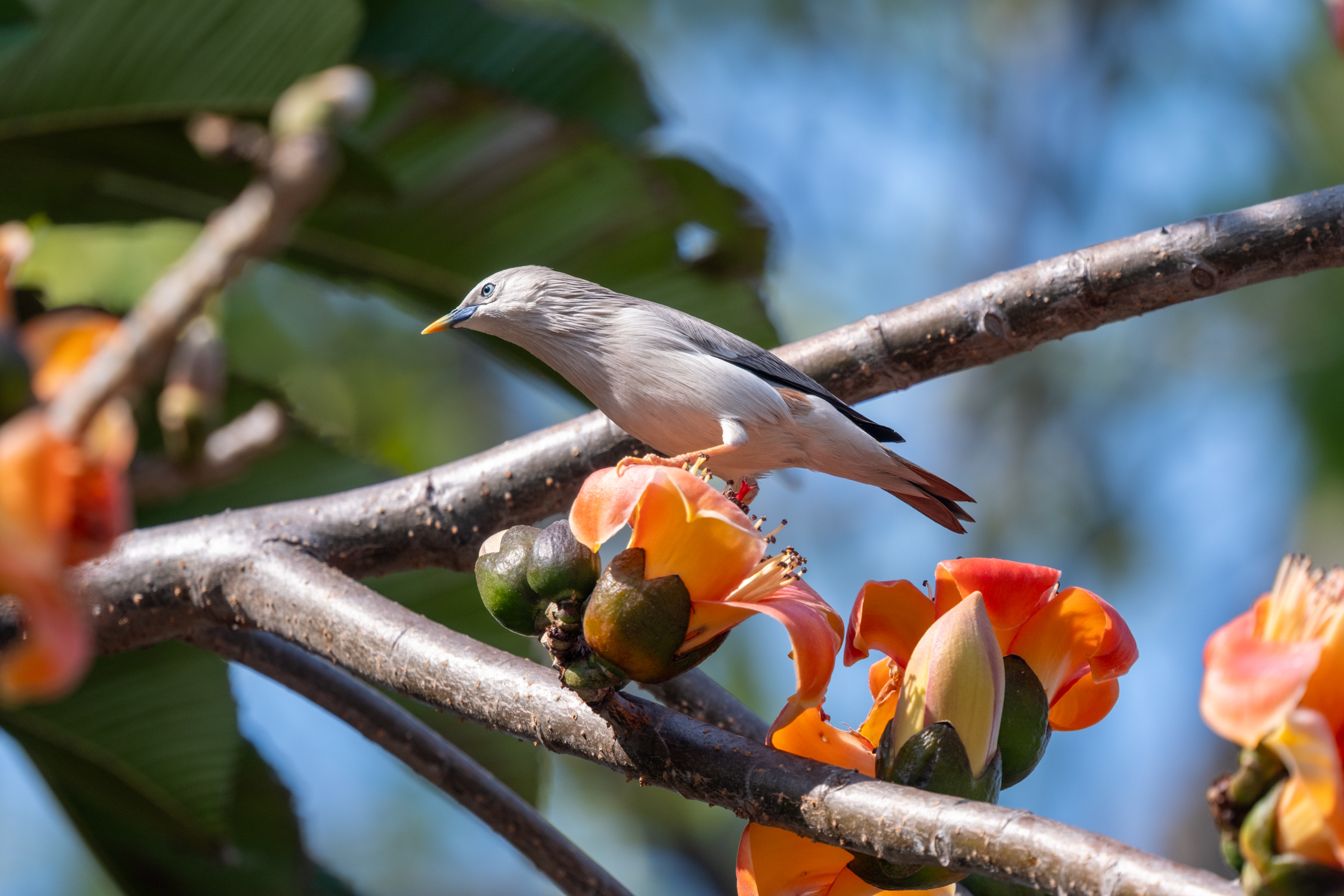 0323 灰頭椋鳥/栗尾椋鳥