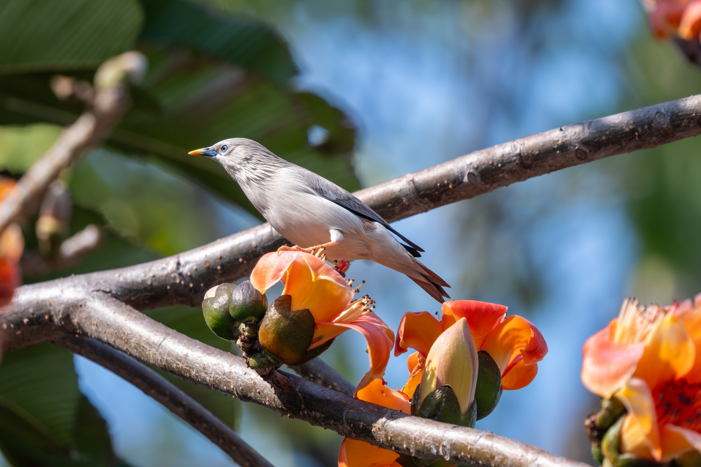 0323 灰頭椋鳥/栗尾椋鳥