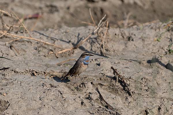 0429 藍喉鴝