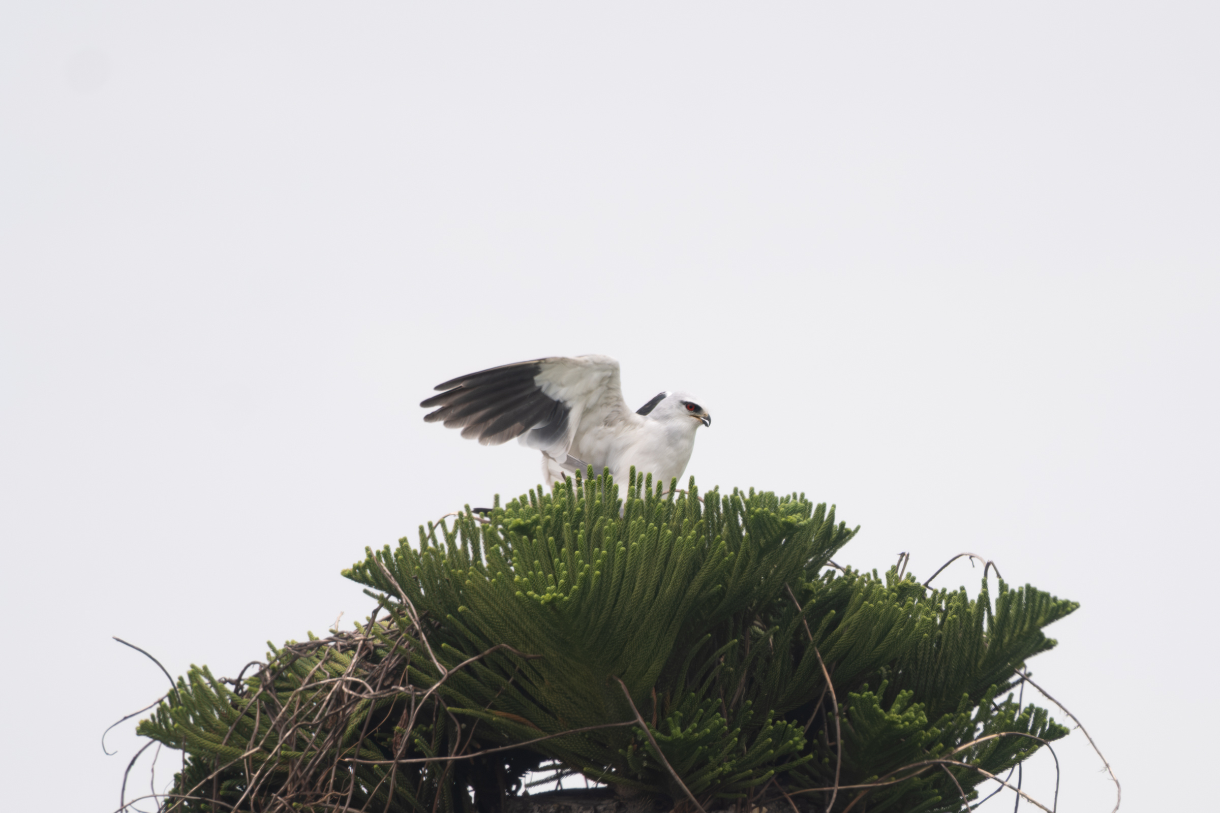 0503 黑翅鳶站神枝