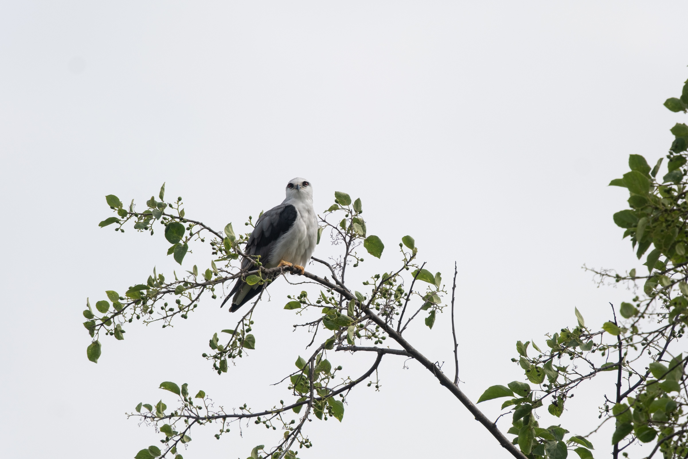 0503 黑翅鳶站神枝