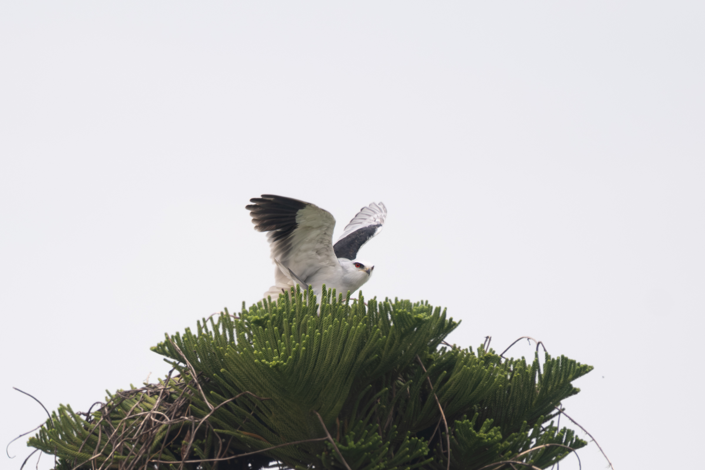 0503 黑翅鳶站神枝