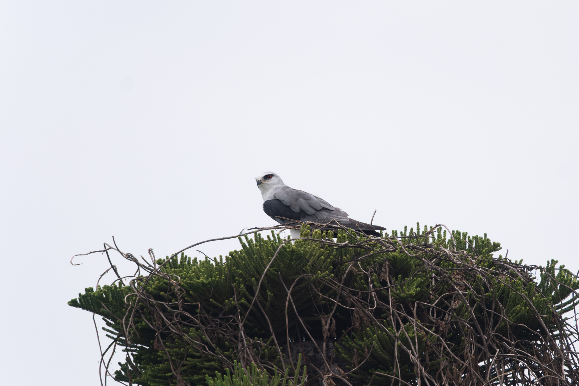 0503 黑翅鳶站神枝