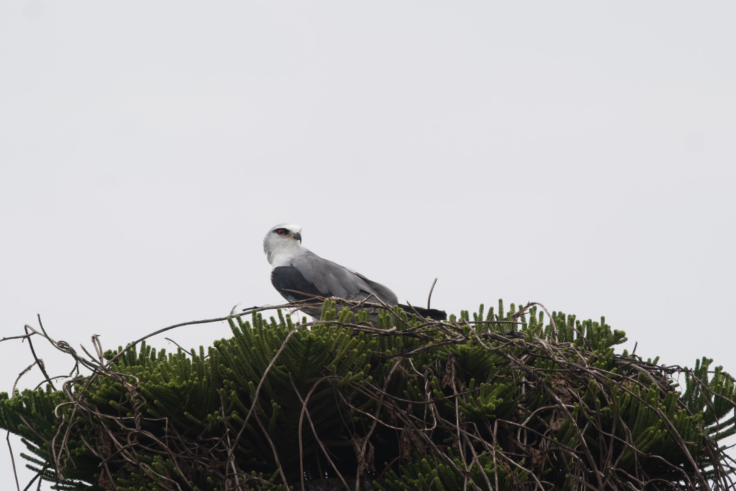 0503 黑翅鳶站神枝