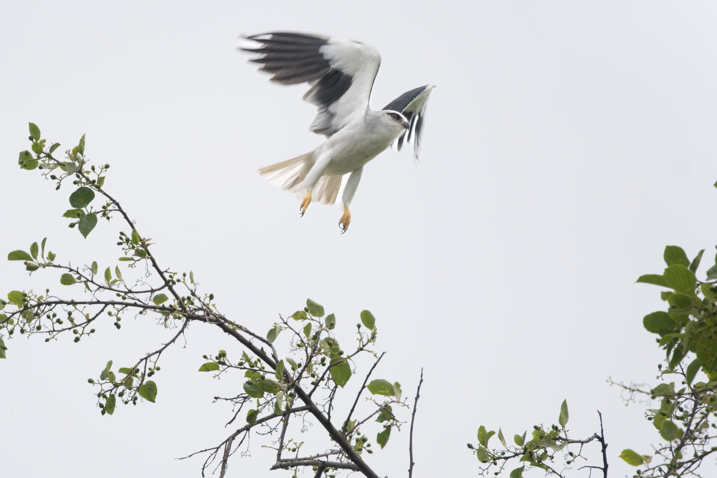 0503 黑翅鳶站神枝