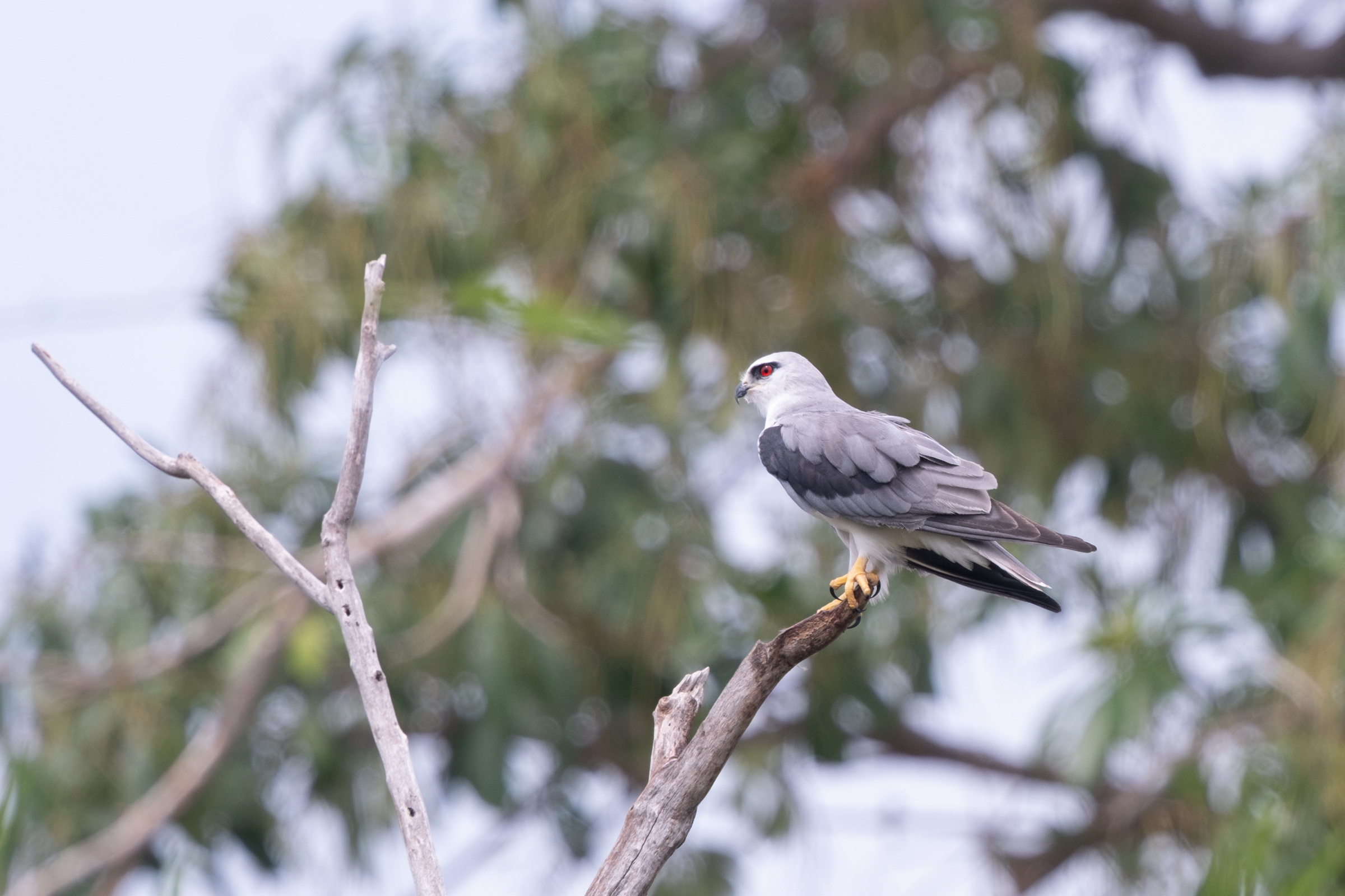 0503 黑翅鳶站神枝