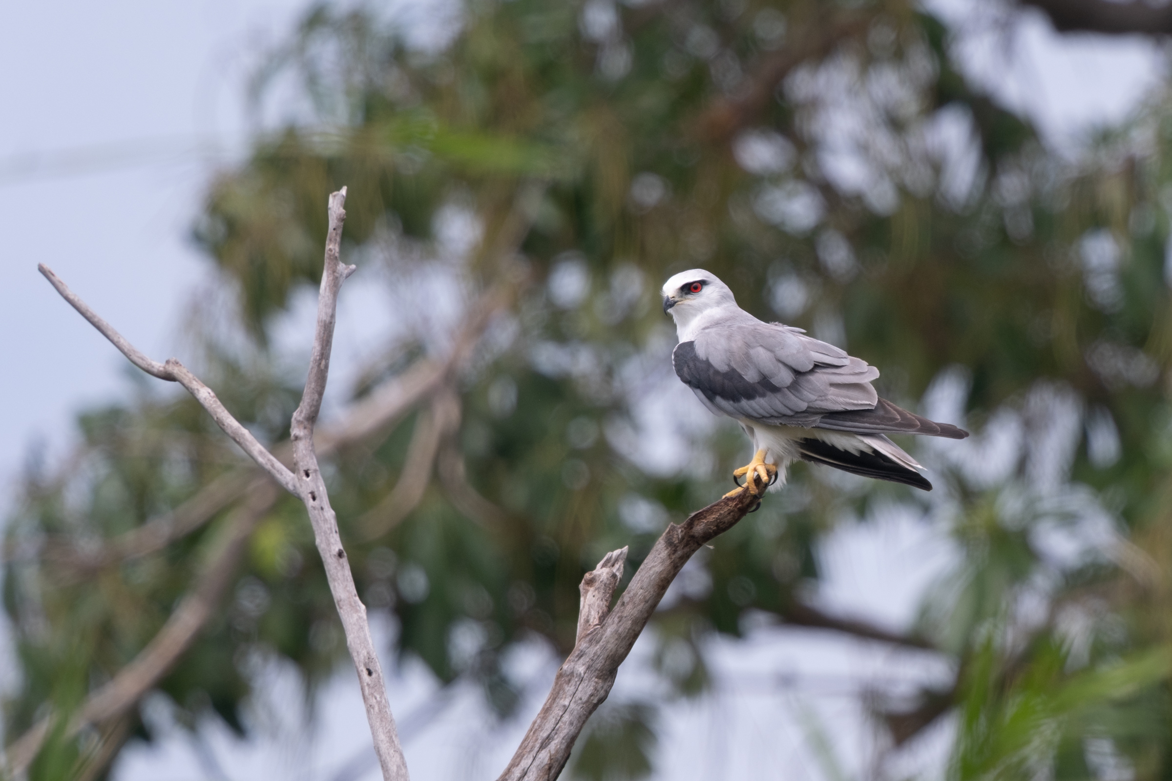 0503 黑翅鳶站神枝