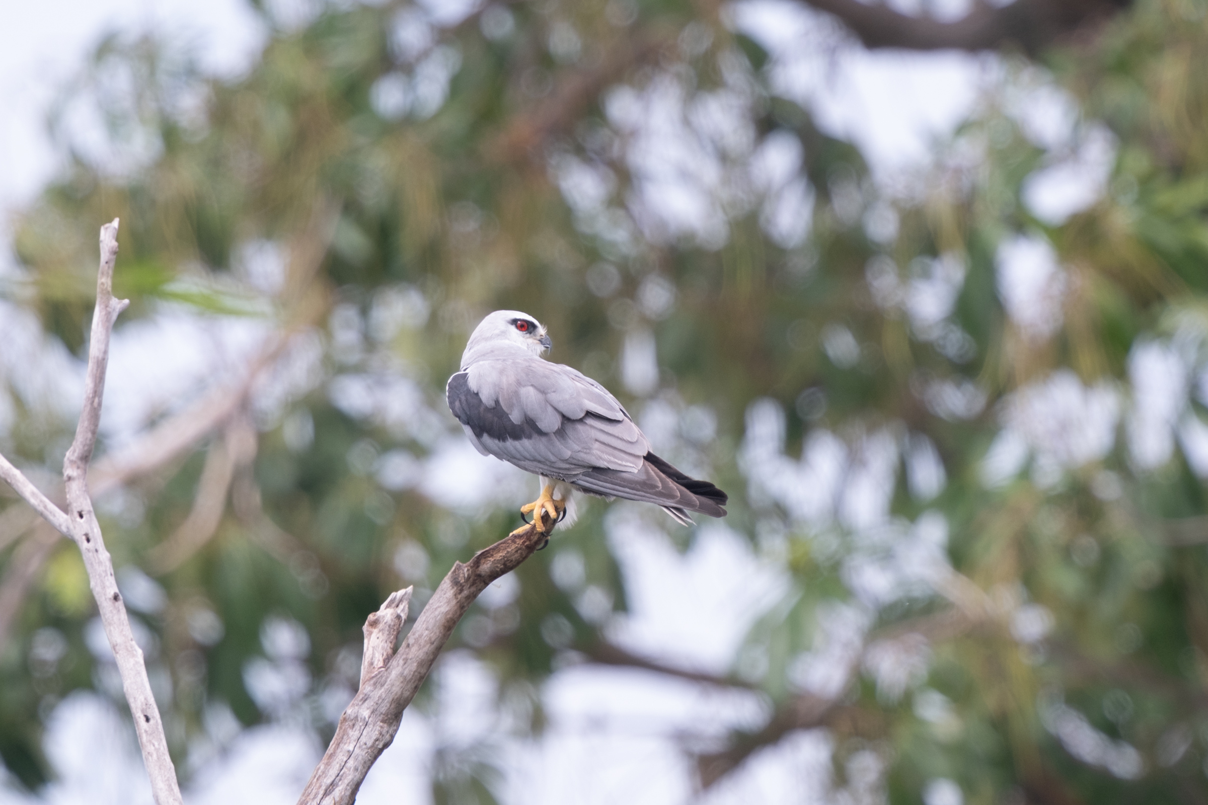 0503 黑翅鳶站神枝