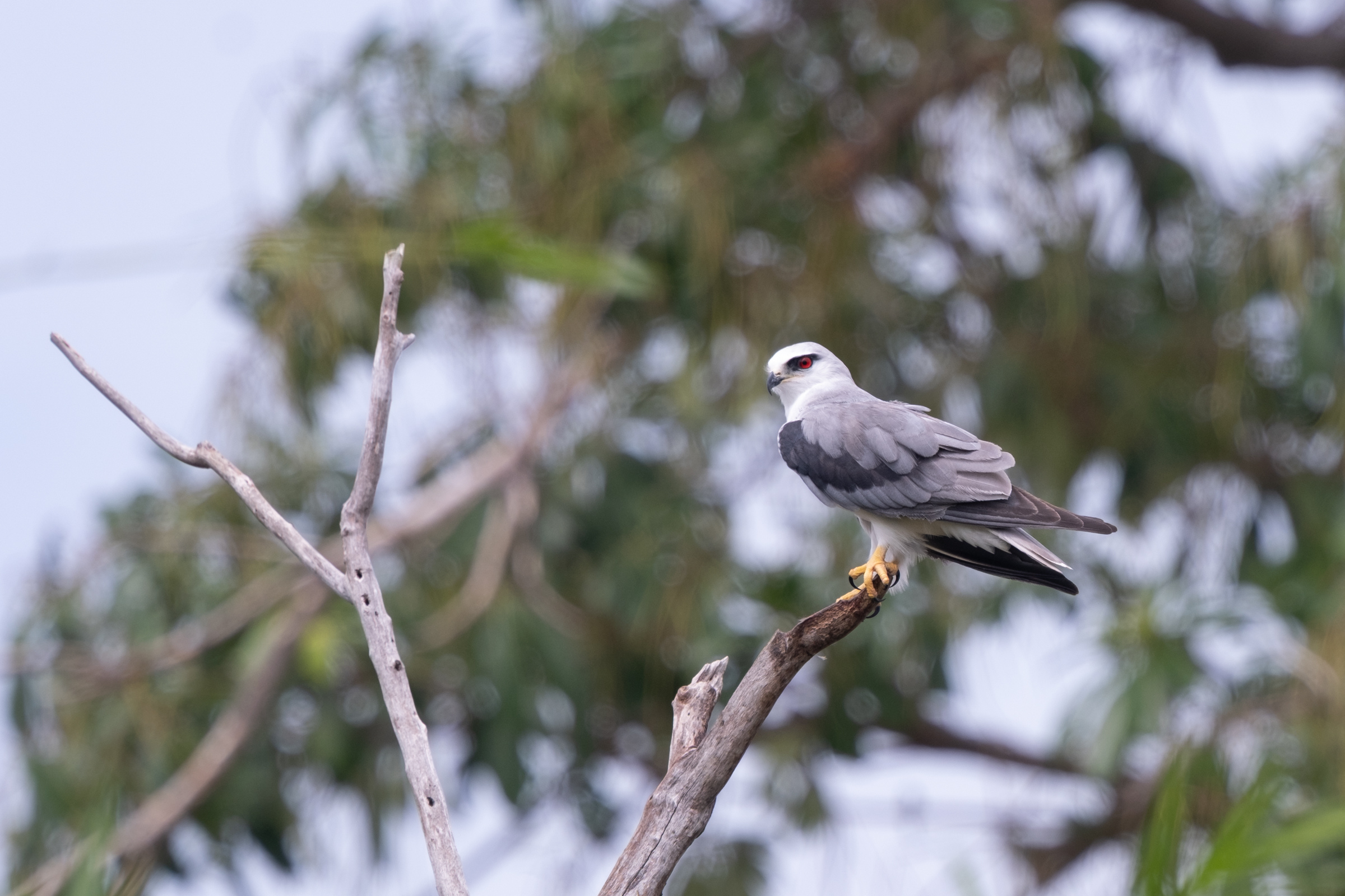 0503 黑翅鳶站神枝