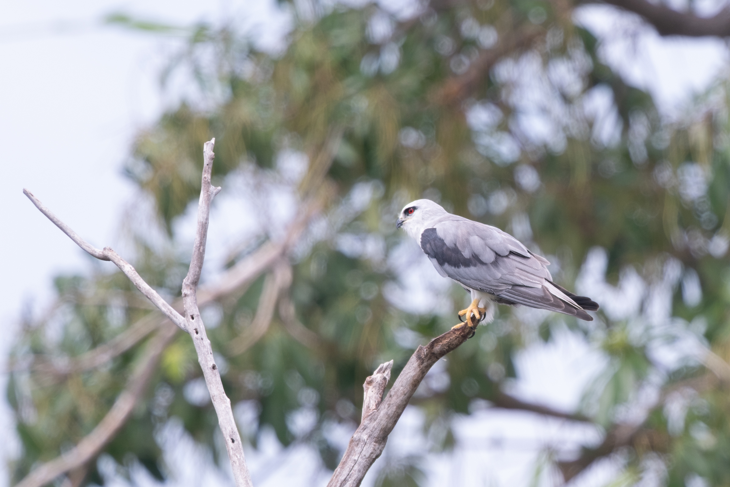 0503 黑翅鳶站神枝