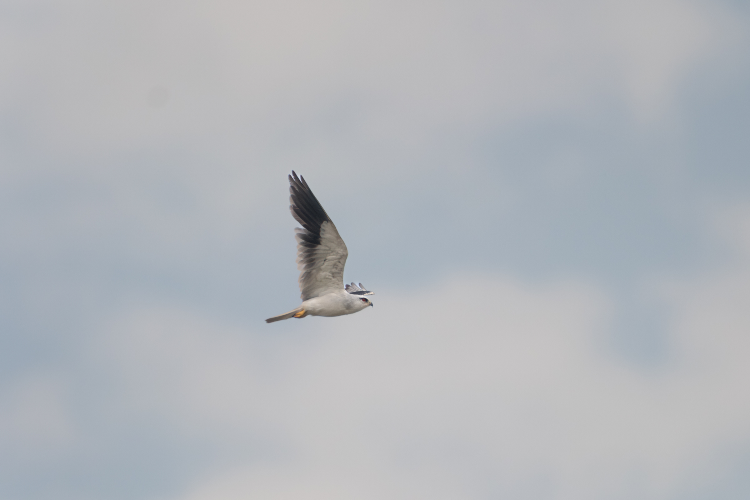 0503 黑翅鳶站神枝