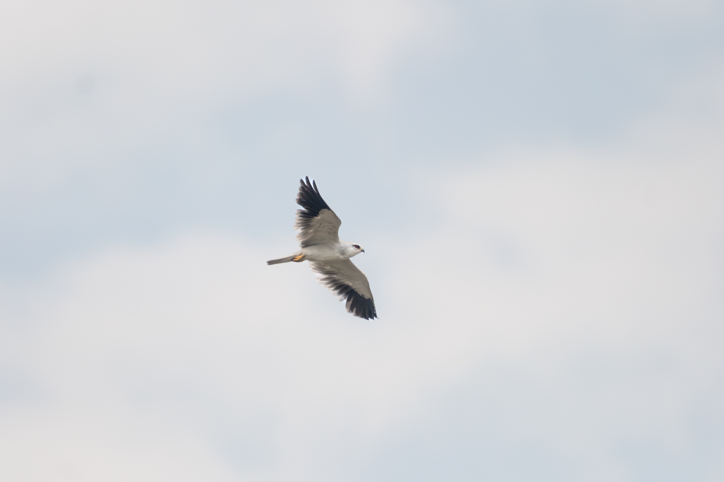 0503 黑翅鳶站神枝