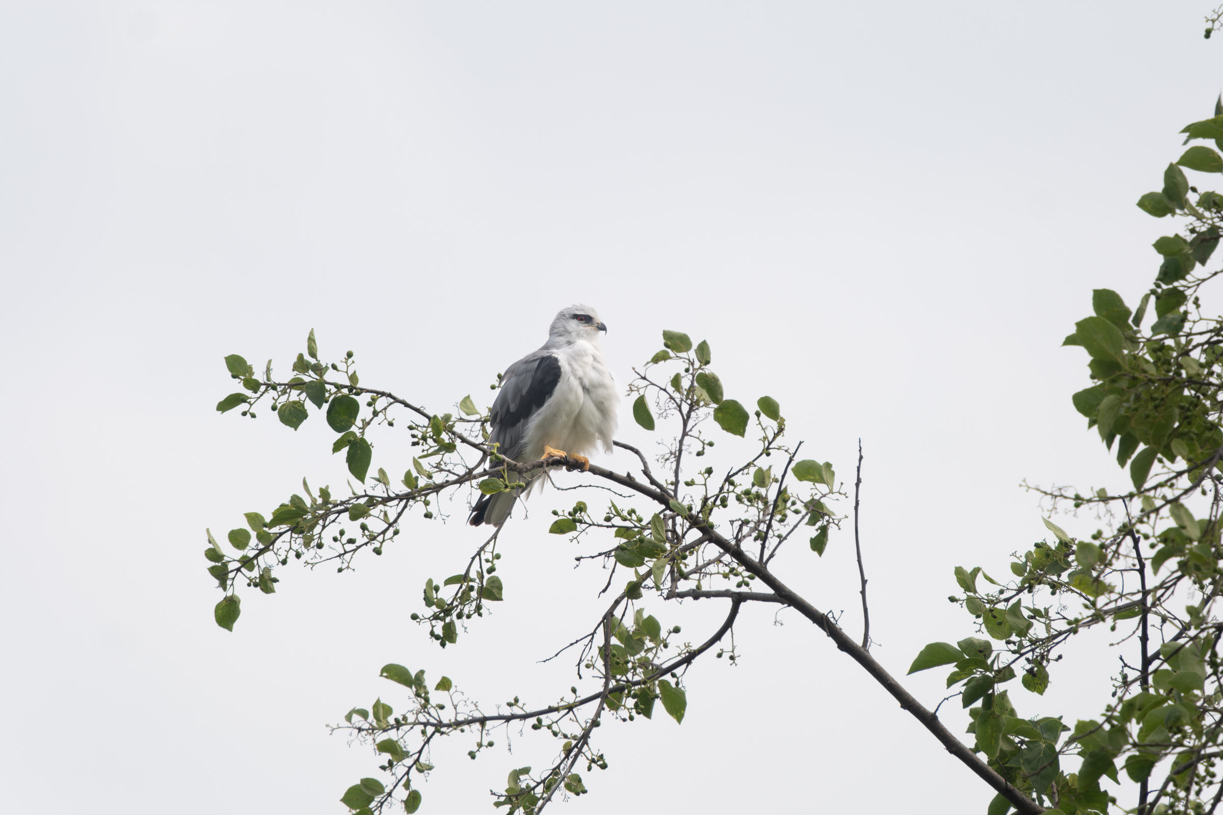 0503 黑翅鳶站神枝
