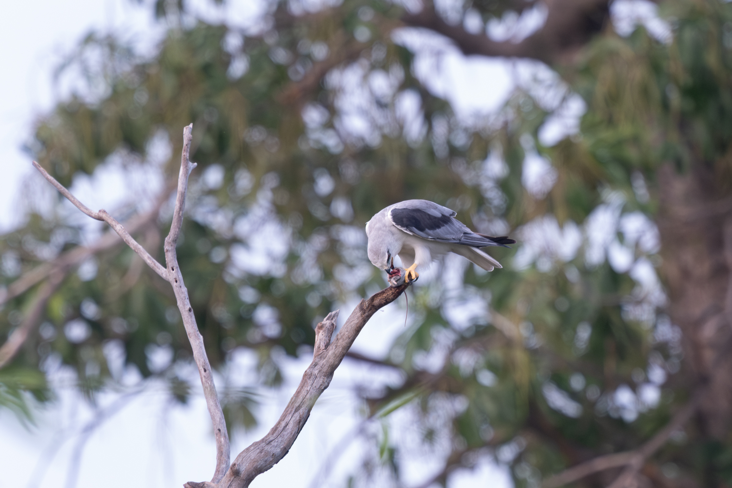0504 黑翅鳶進食