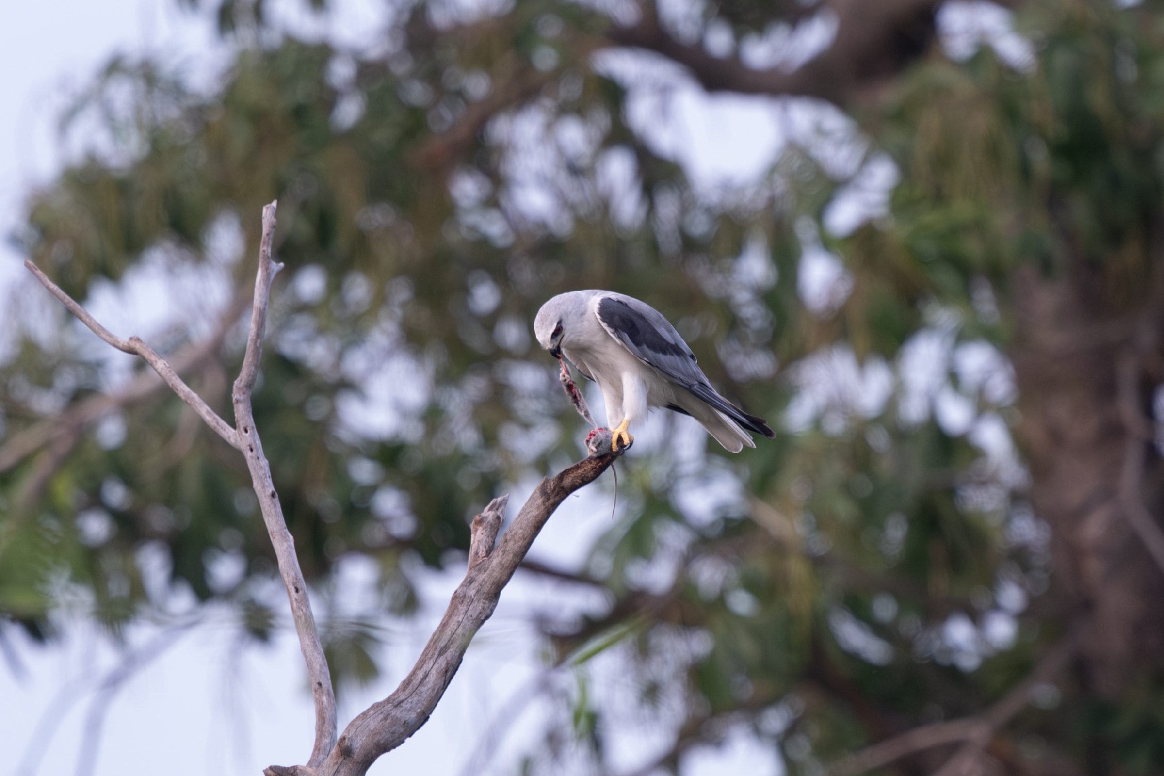 0504 黑翅鳶進食