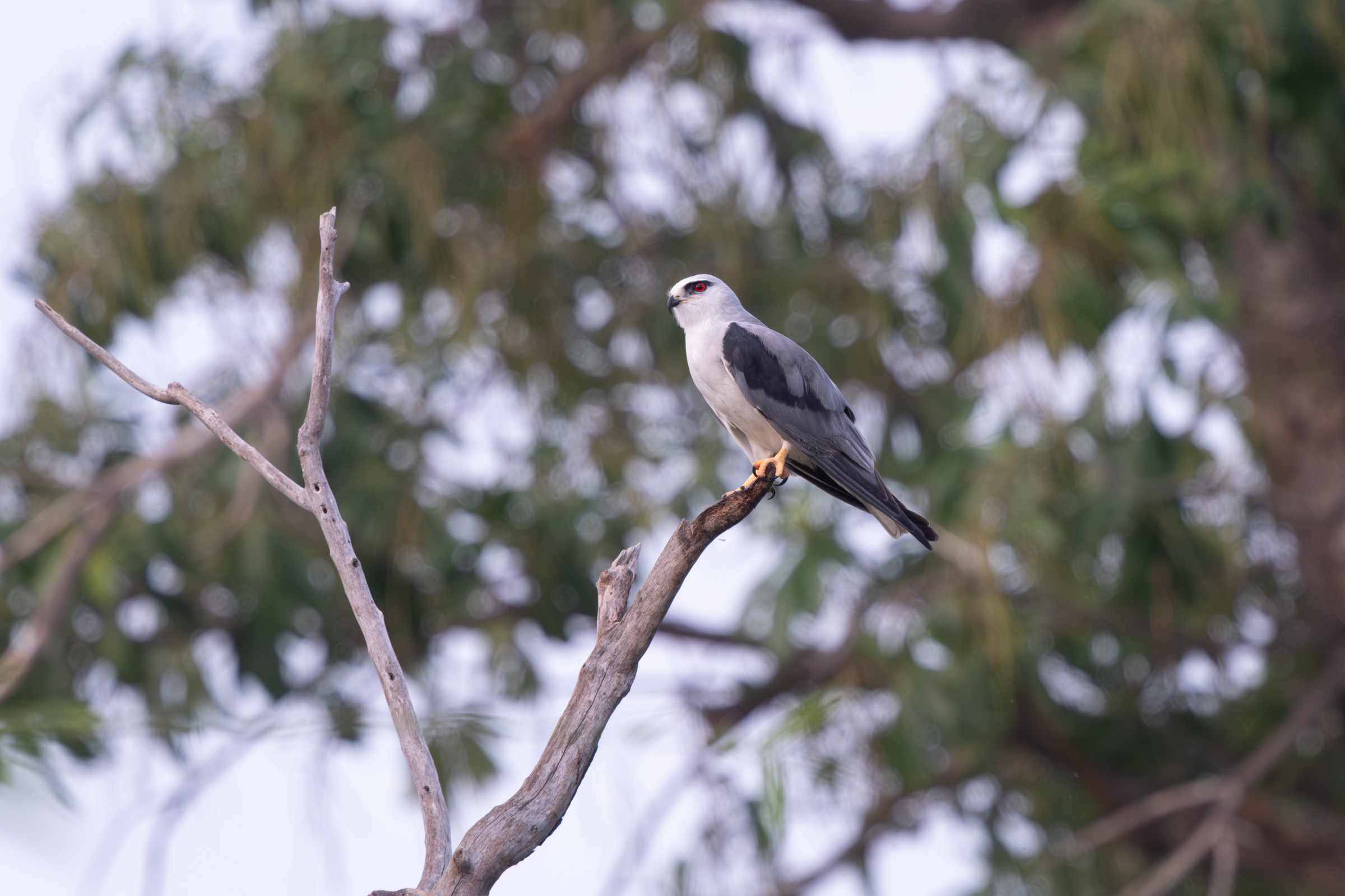 0504 黑翅鳶進食