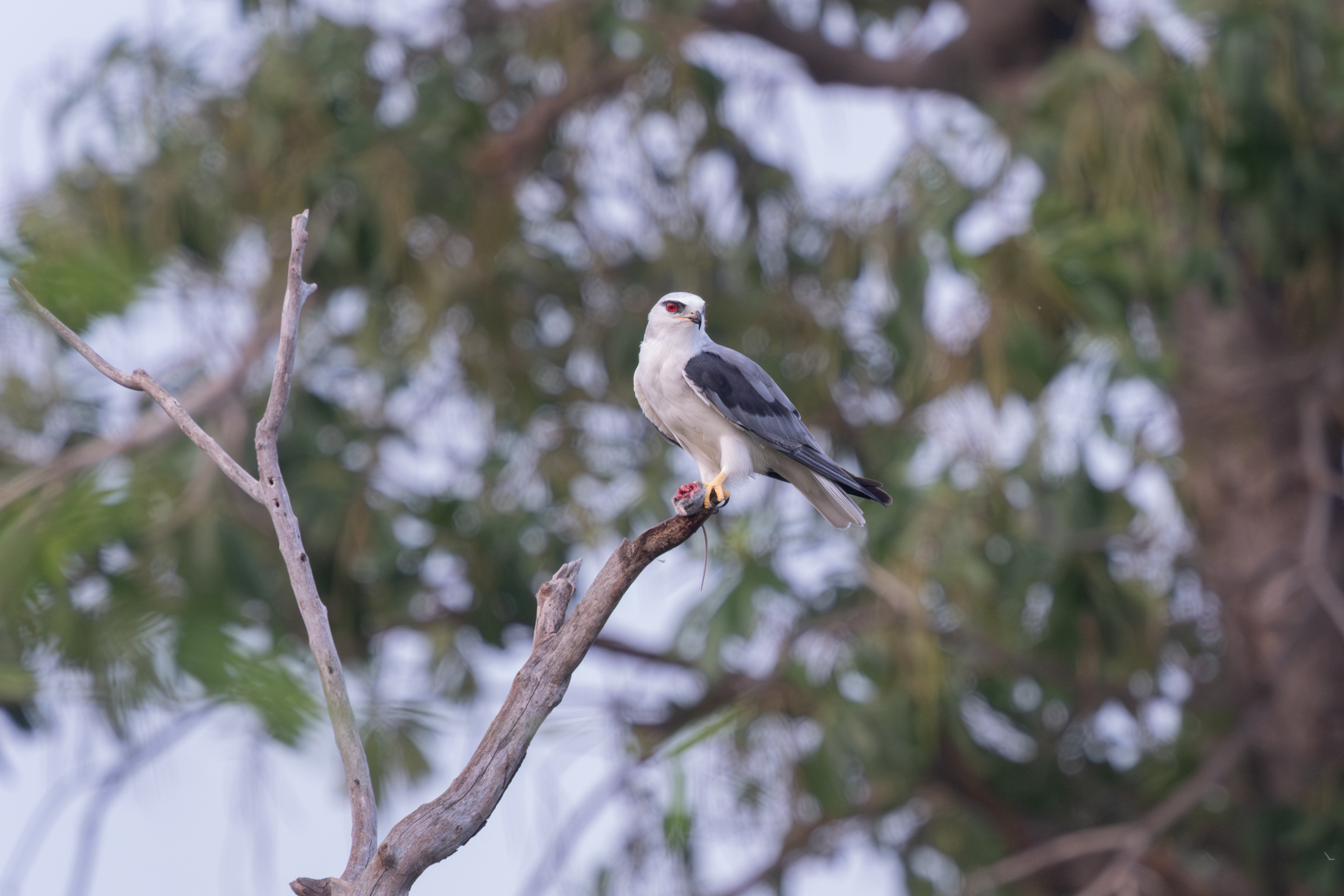 0504 黑翅鳶進食