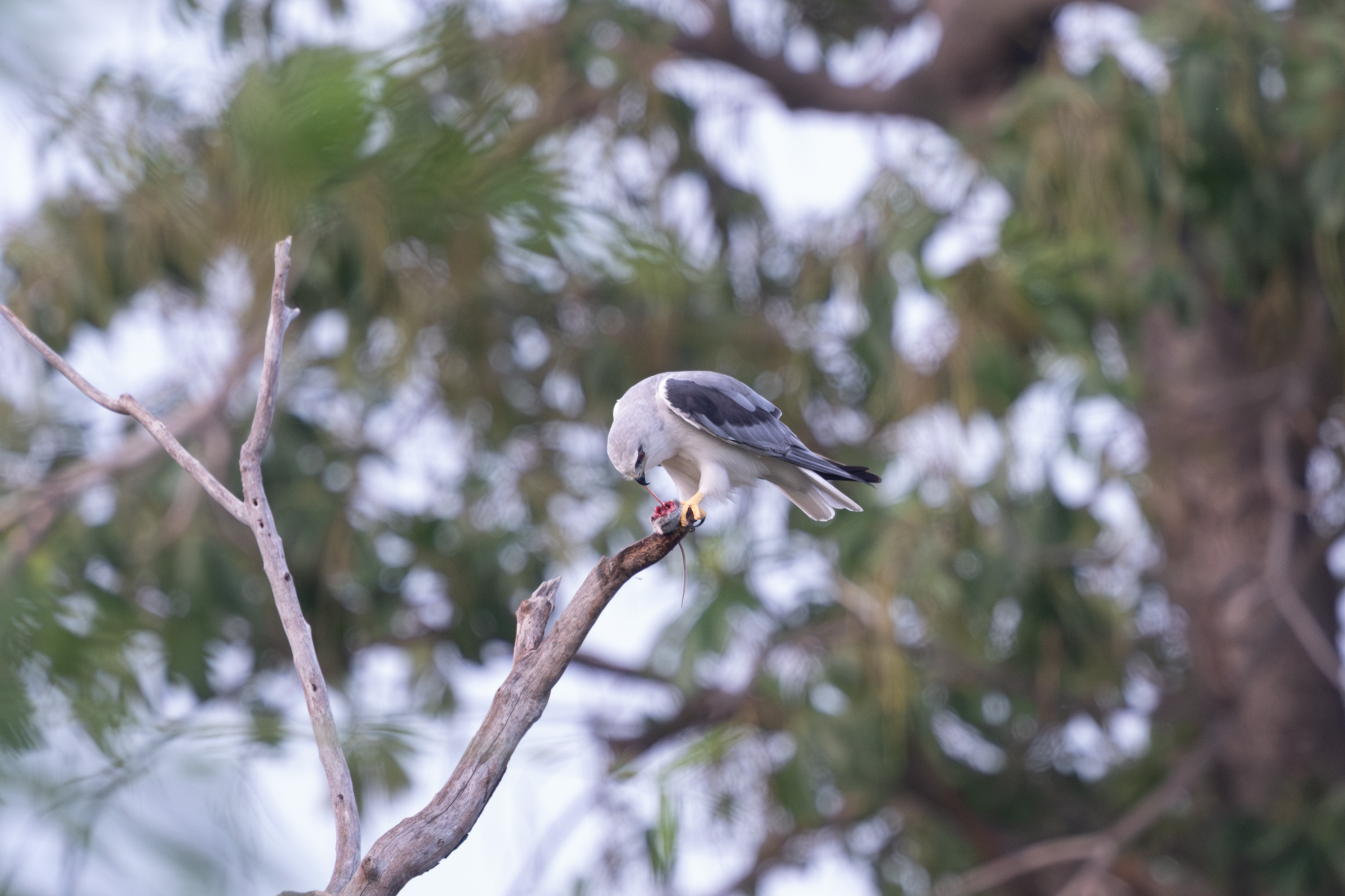 0504 黑翅鳶進食