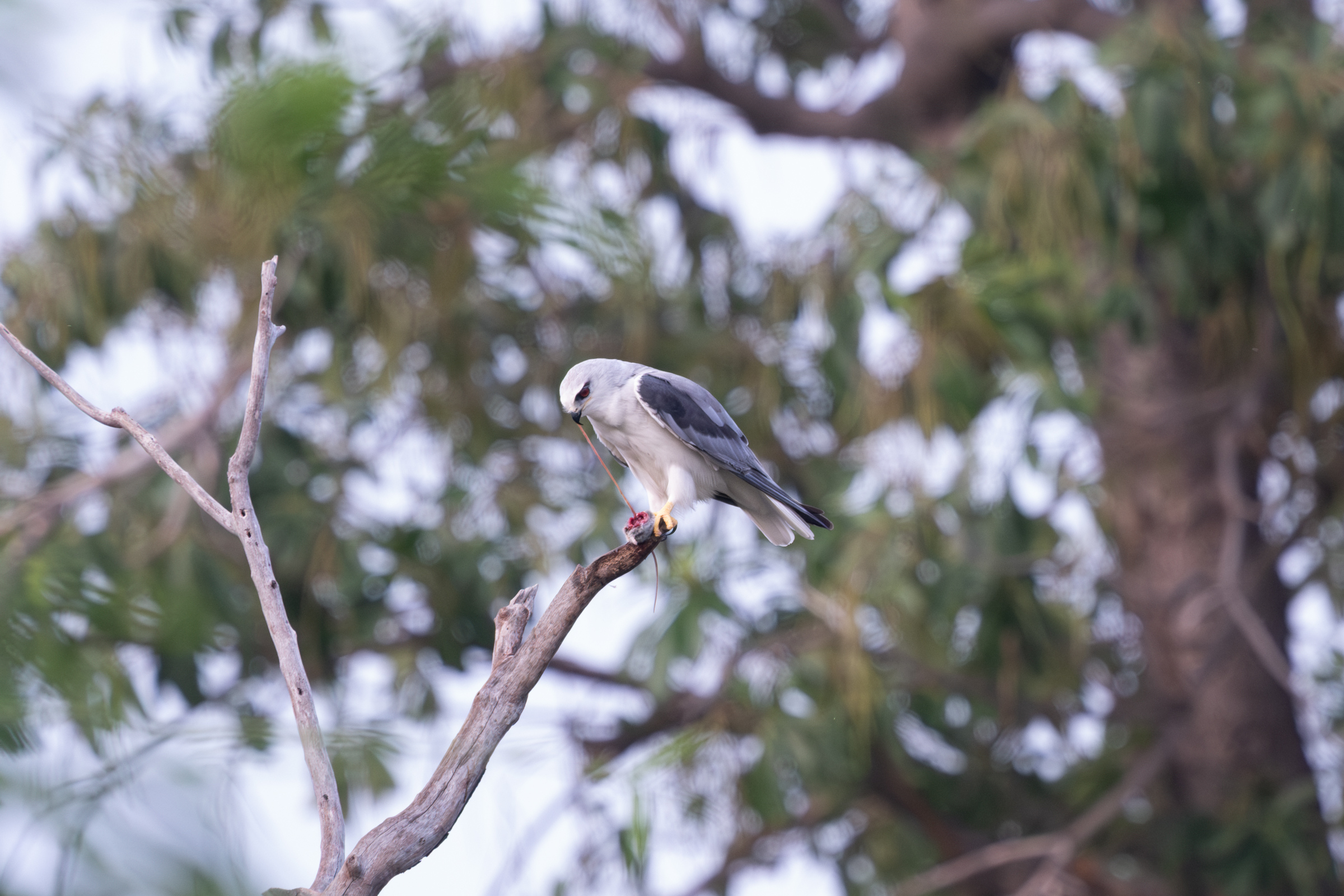 0504 黑翅鳶進食