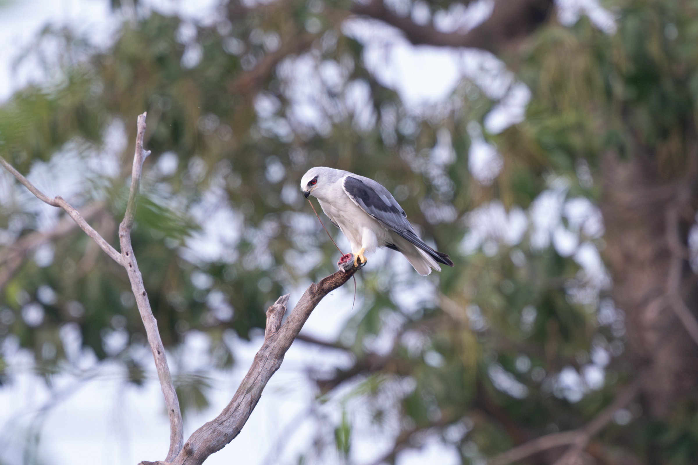 0504 黑翅鳶進食