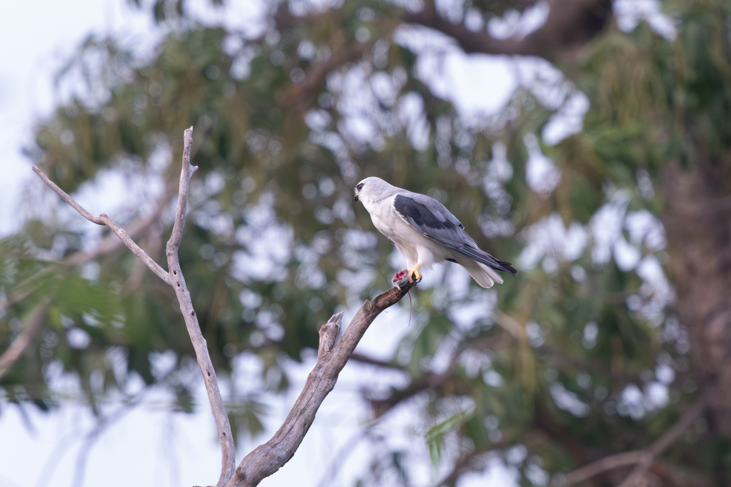 0504 黑翅鳶進食