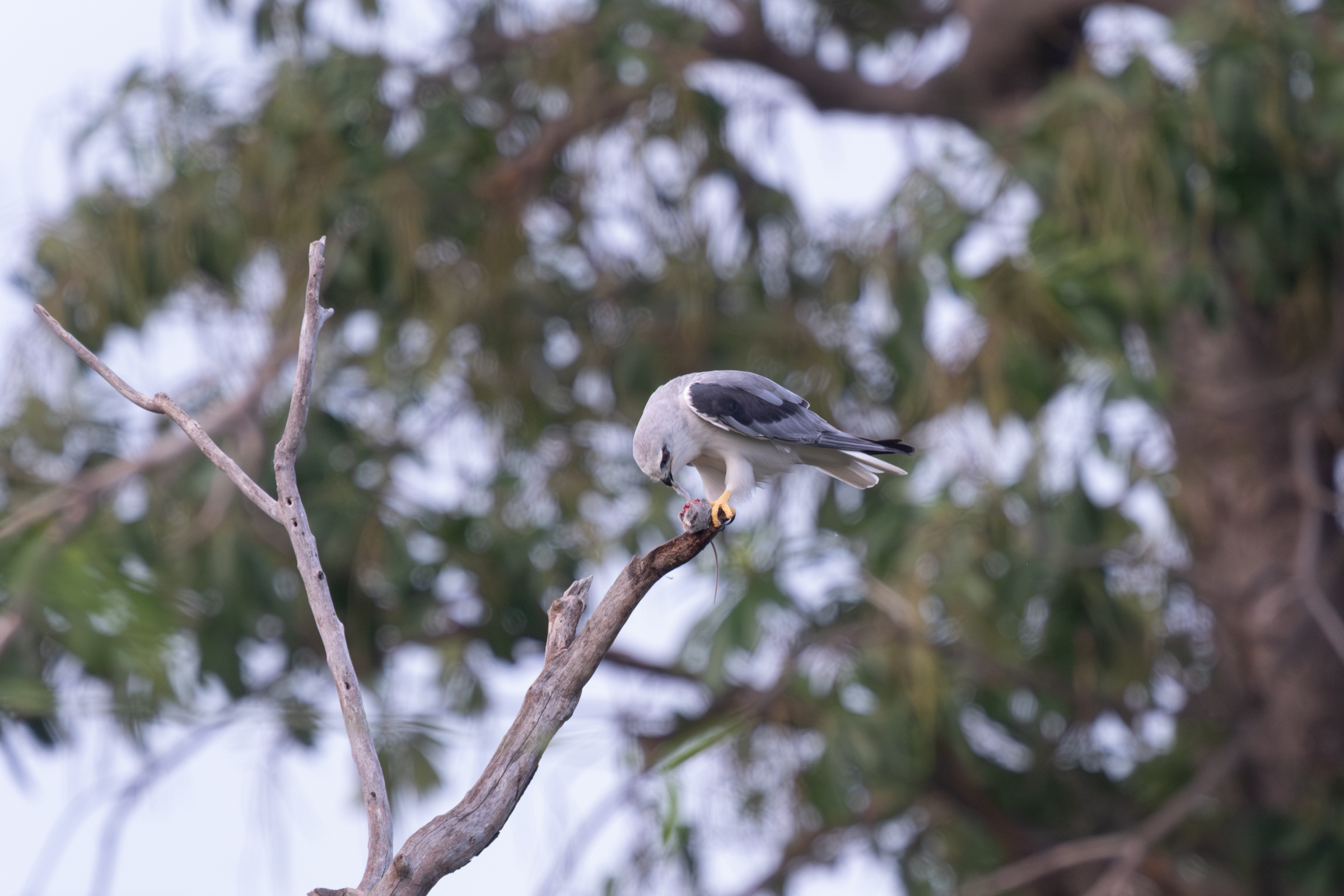 0504 黑翅鳶進食