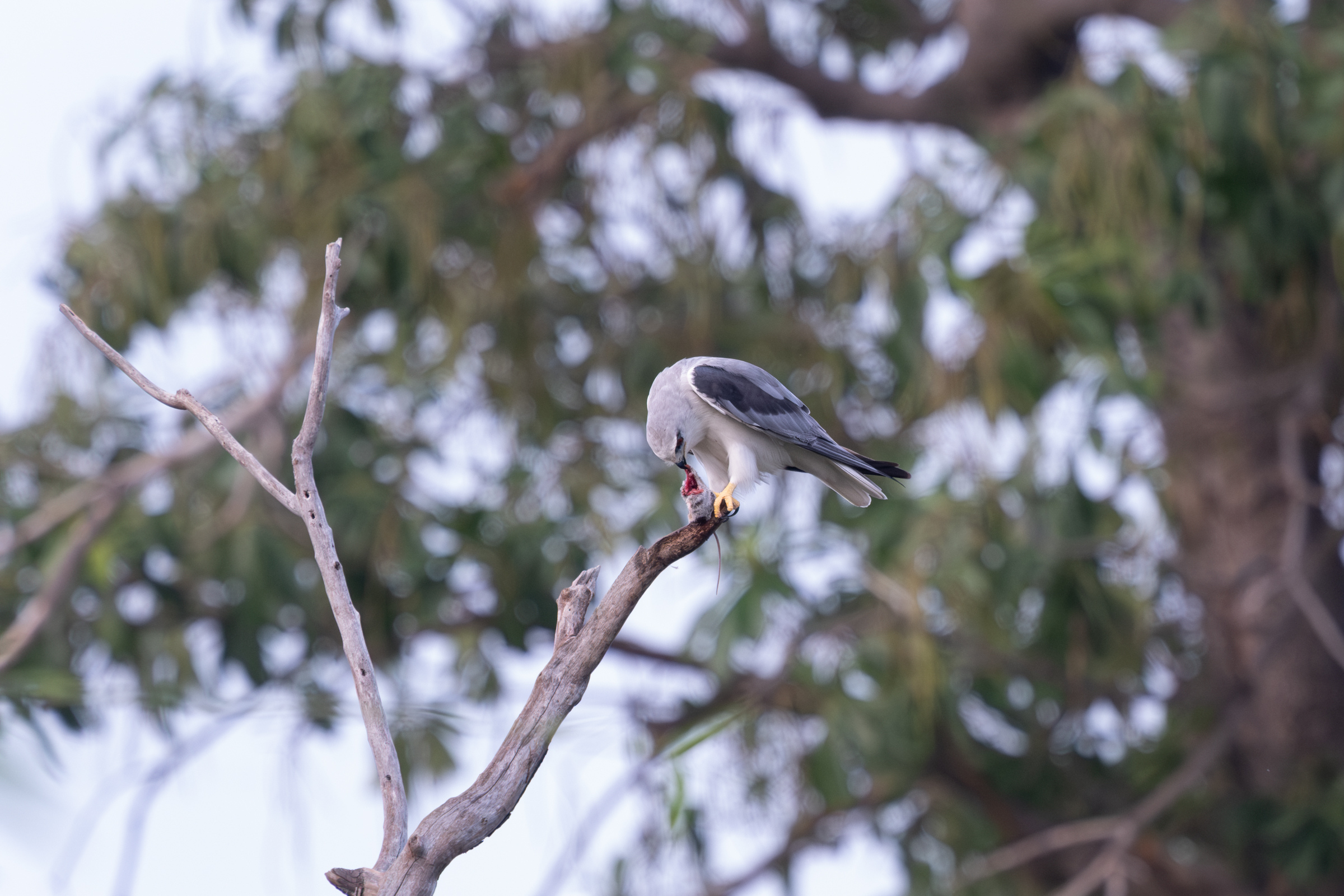 0504 黑翅鳶進食