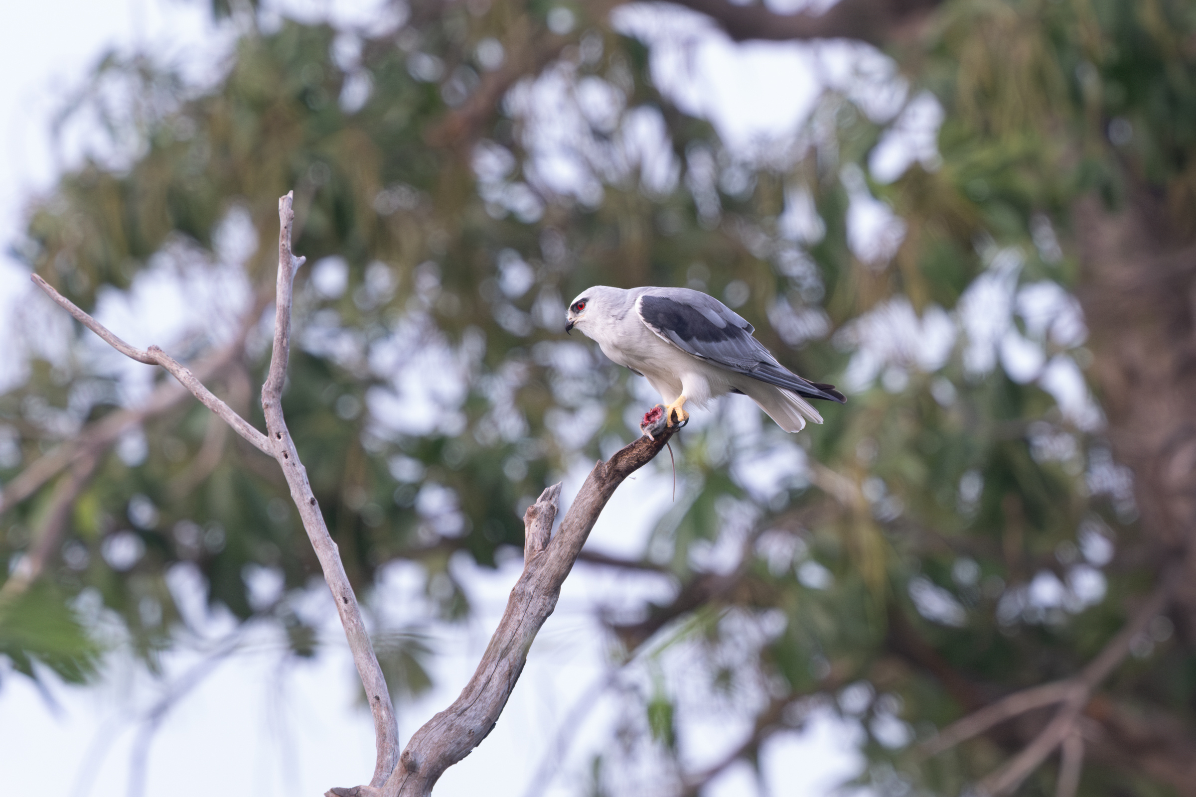 0504 黑翅鳶進食