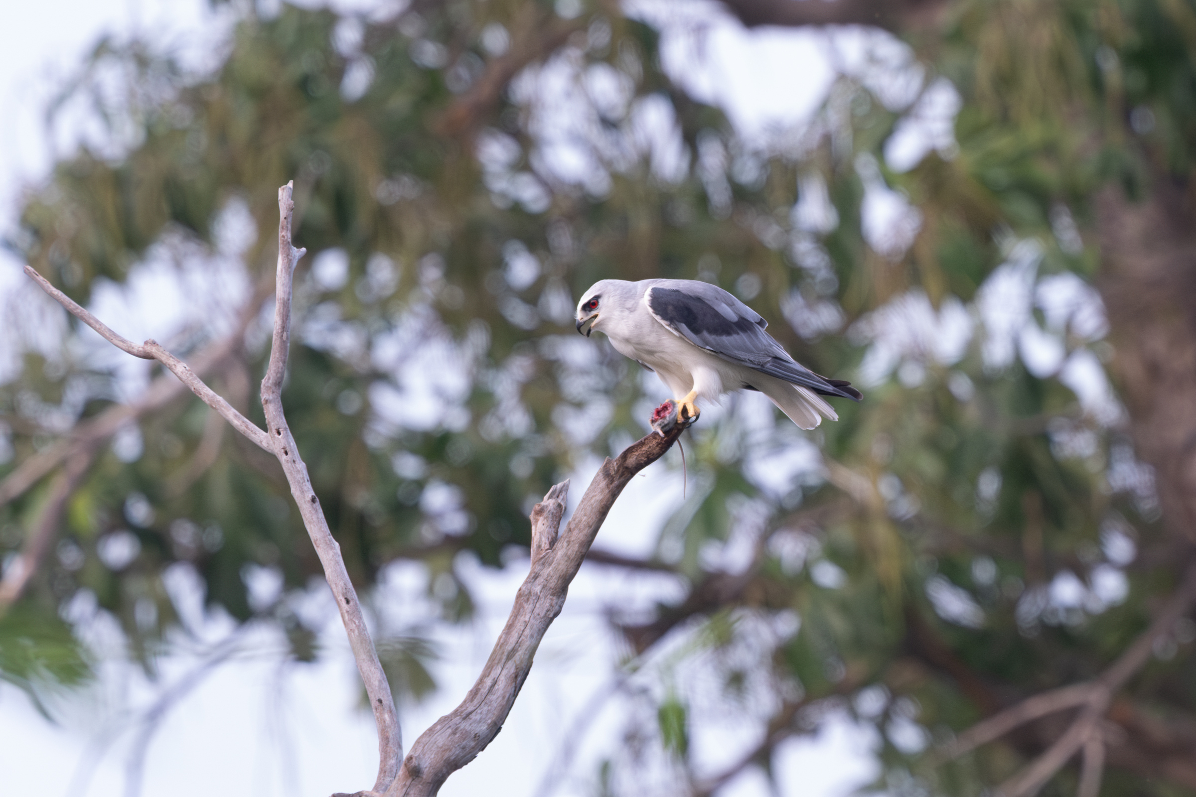 0504 黑翅鳶進食