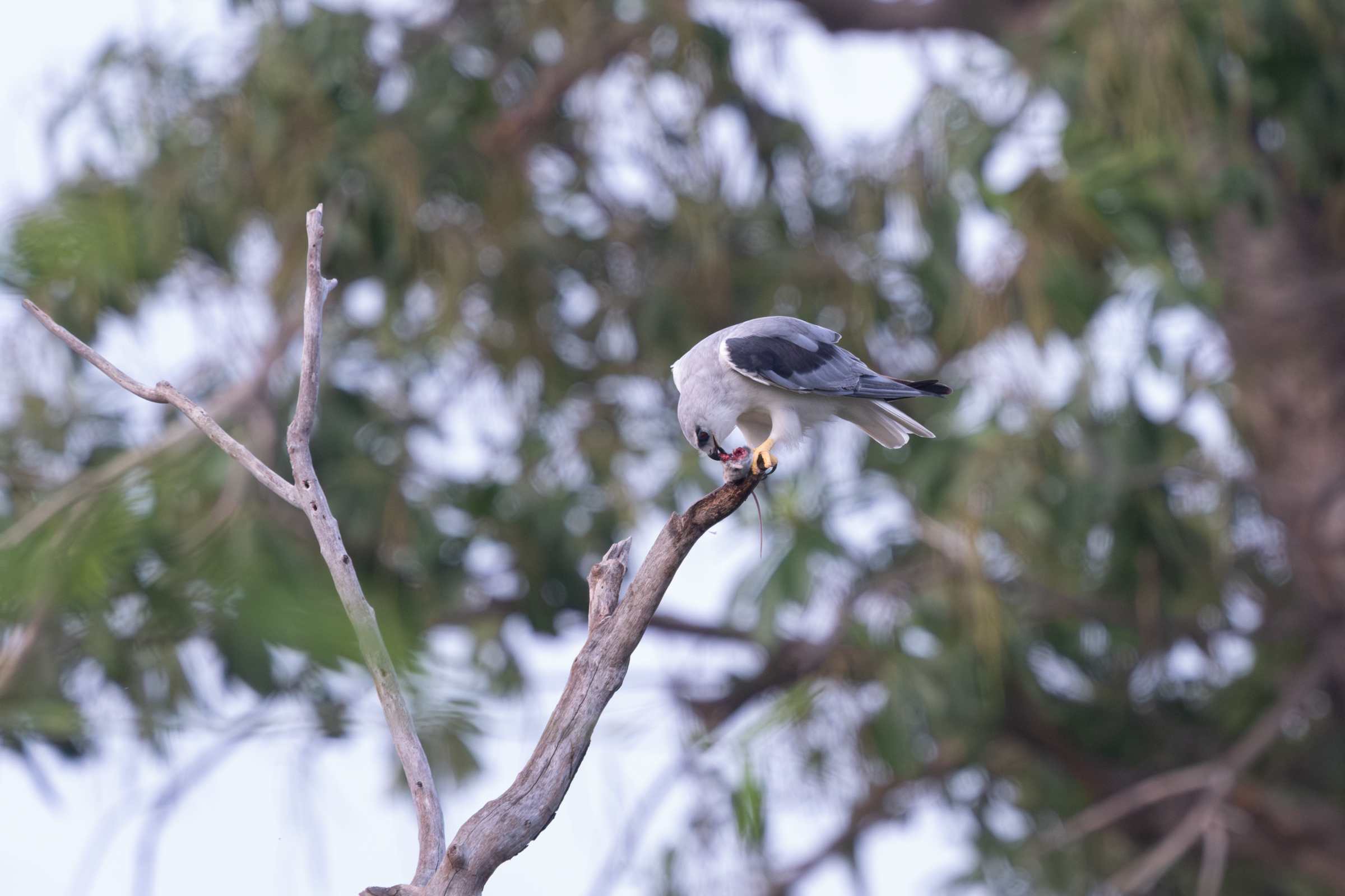 0504 黑翅鳶進食