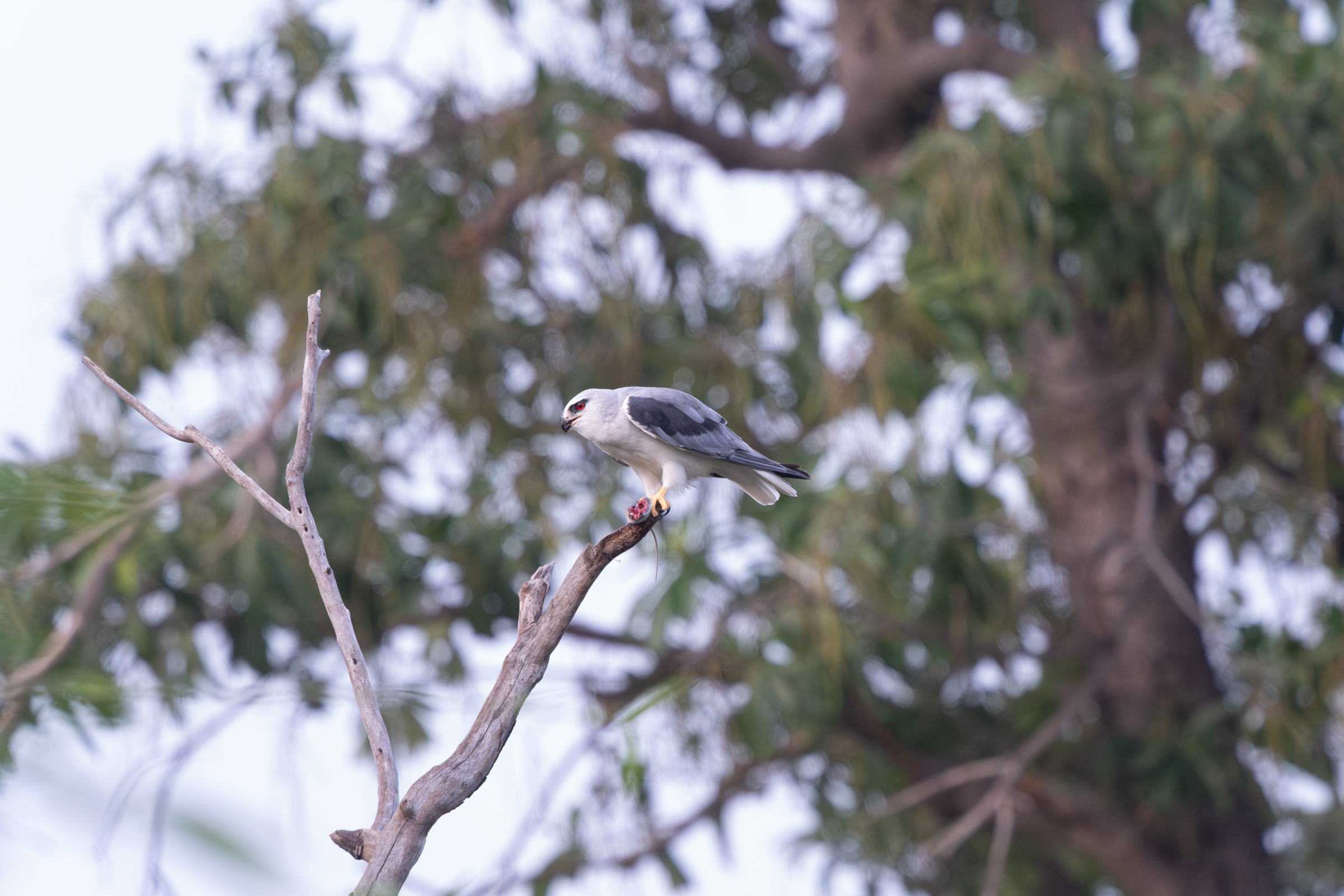 0504 黑翅鳶進食