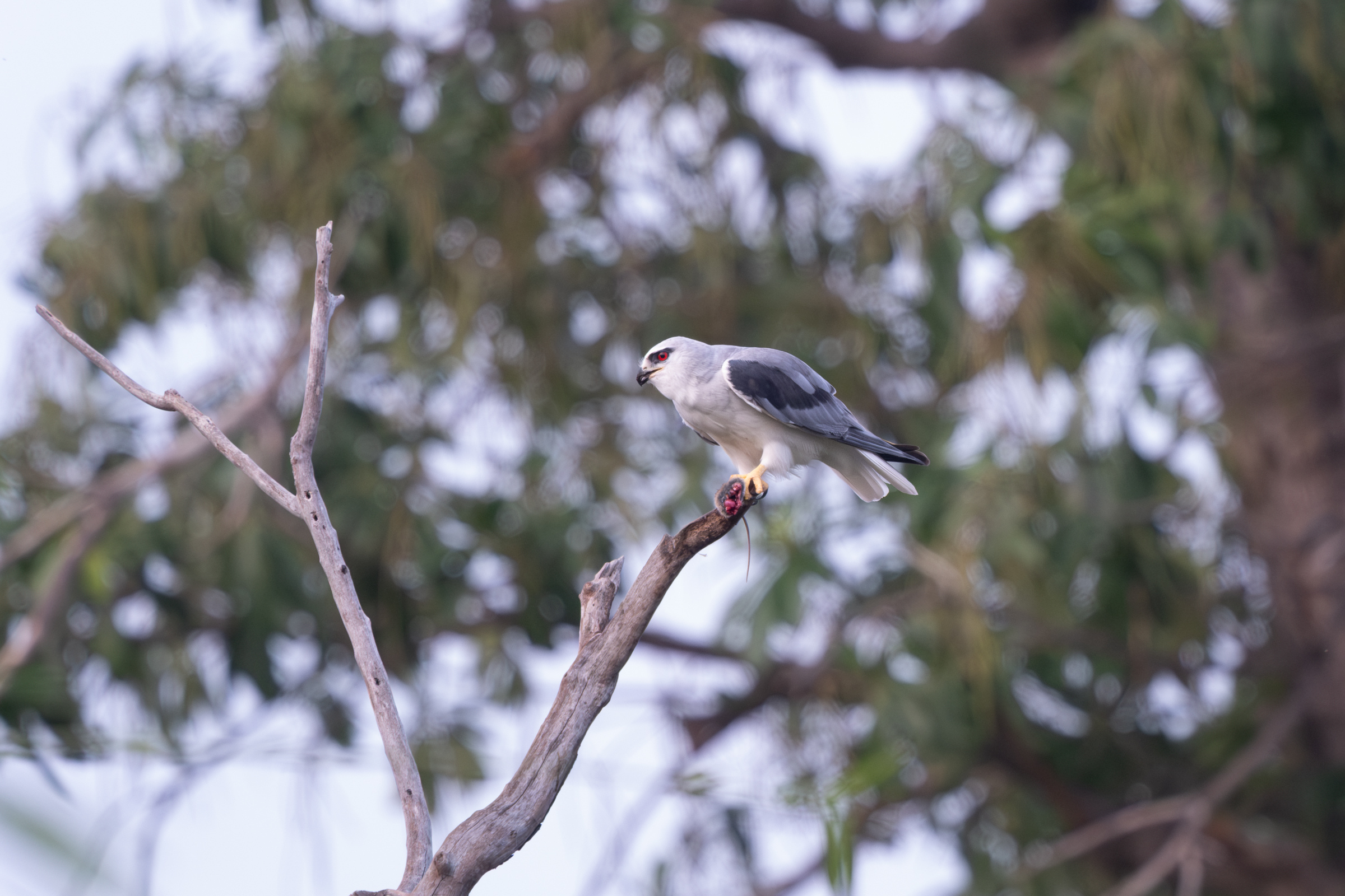 0504 黑翅鳶進食