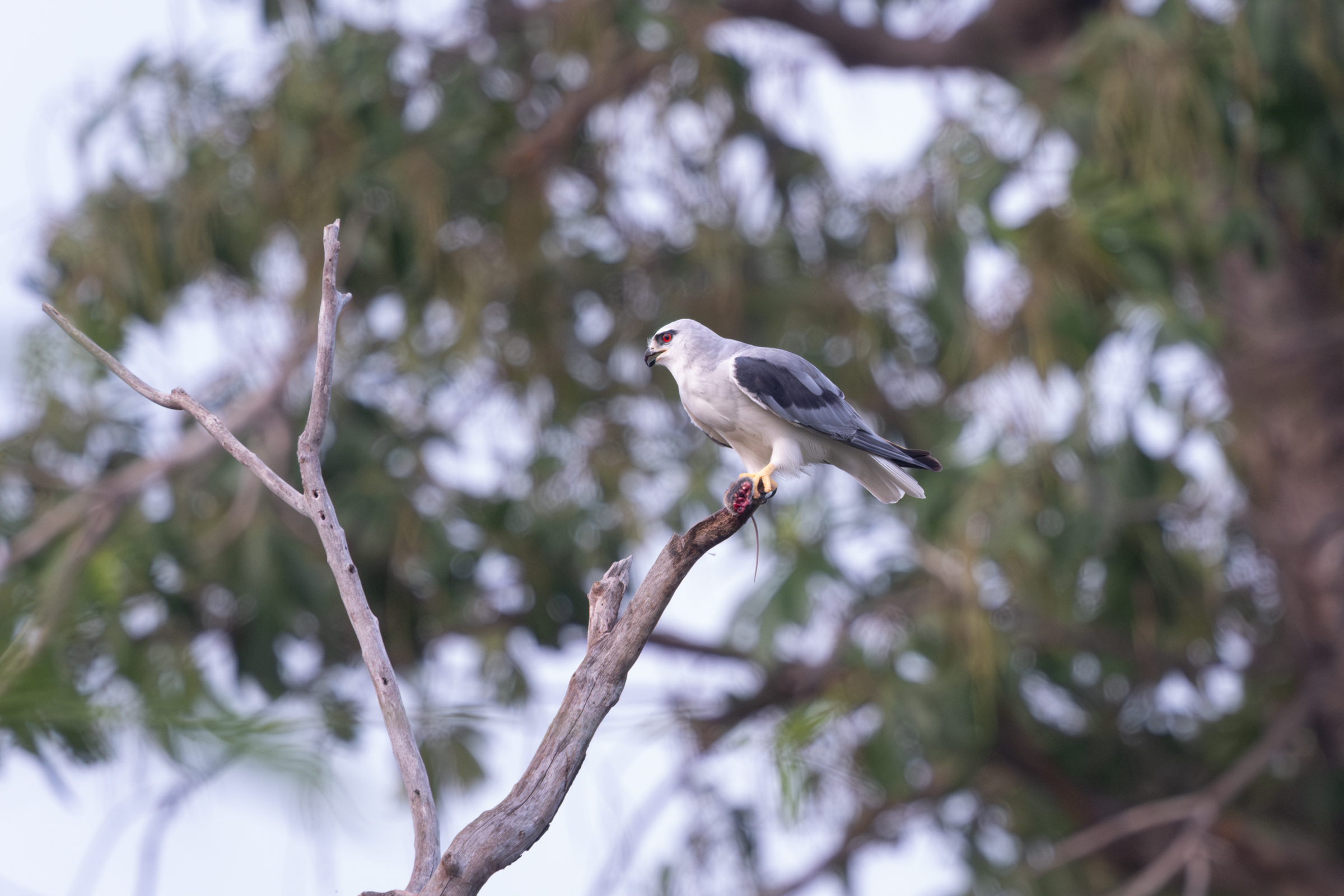 0504 黑翅鳶進食