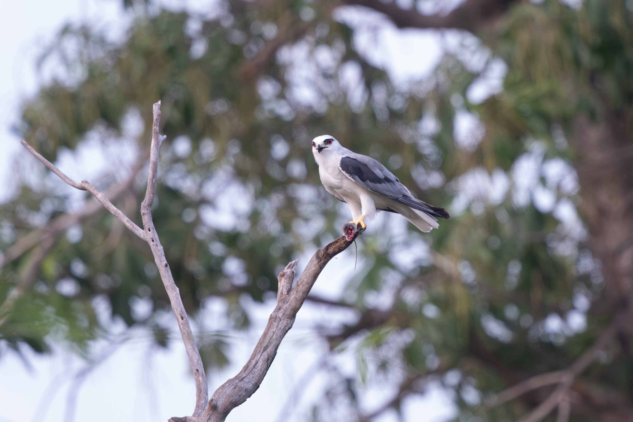 0504 黑翅鳶進食