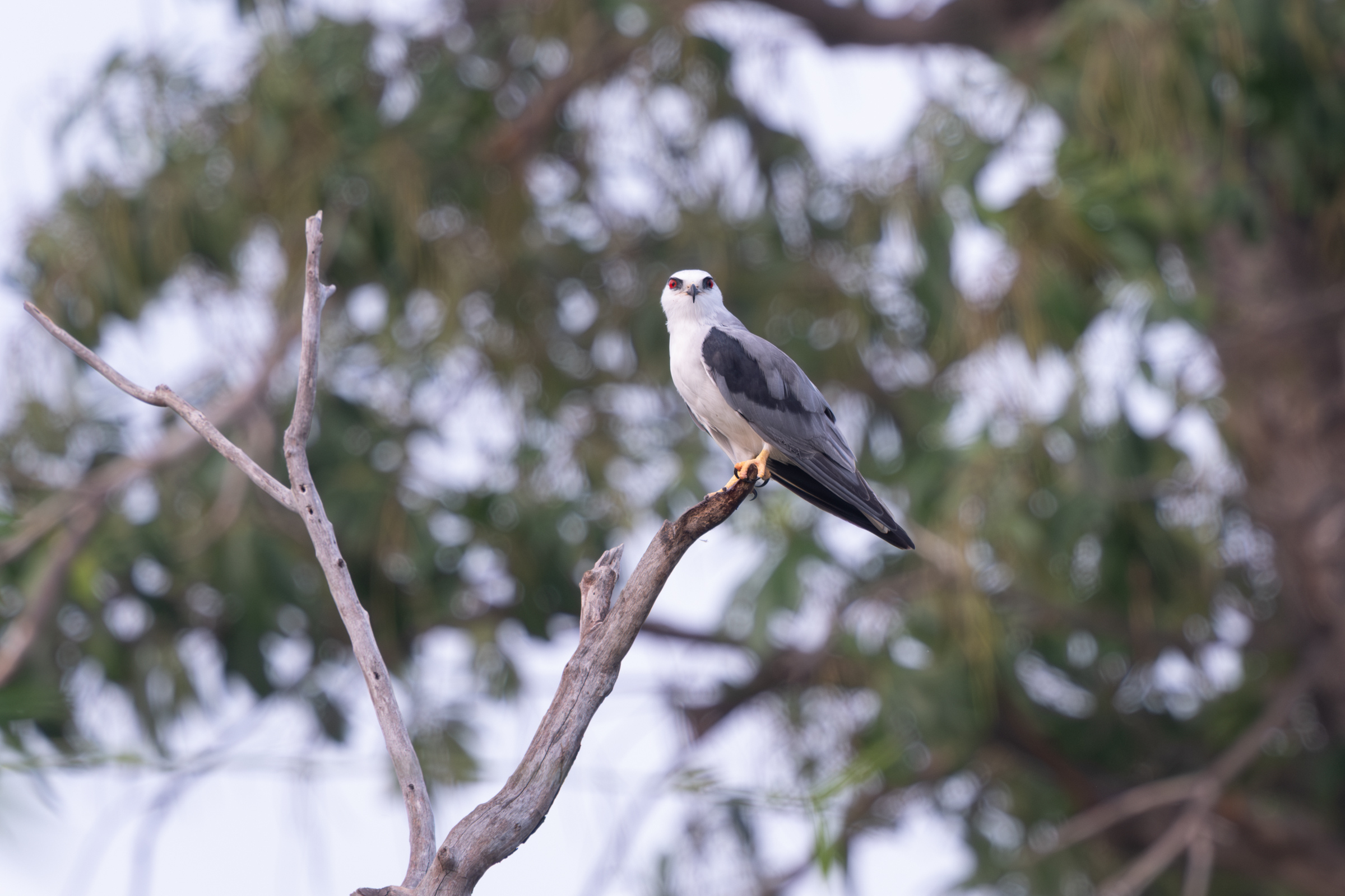 0504 黑翅鳶進食